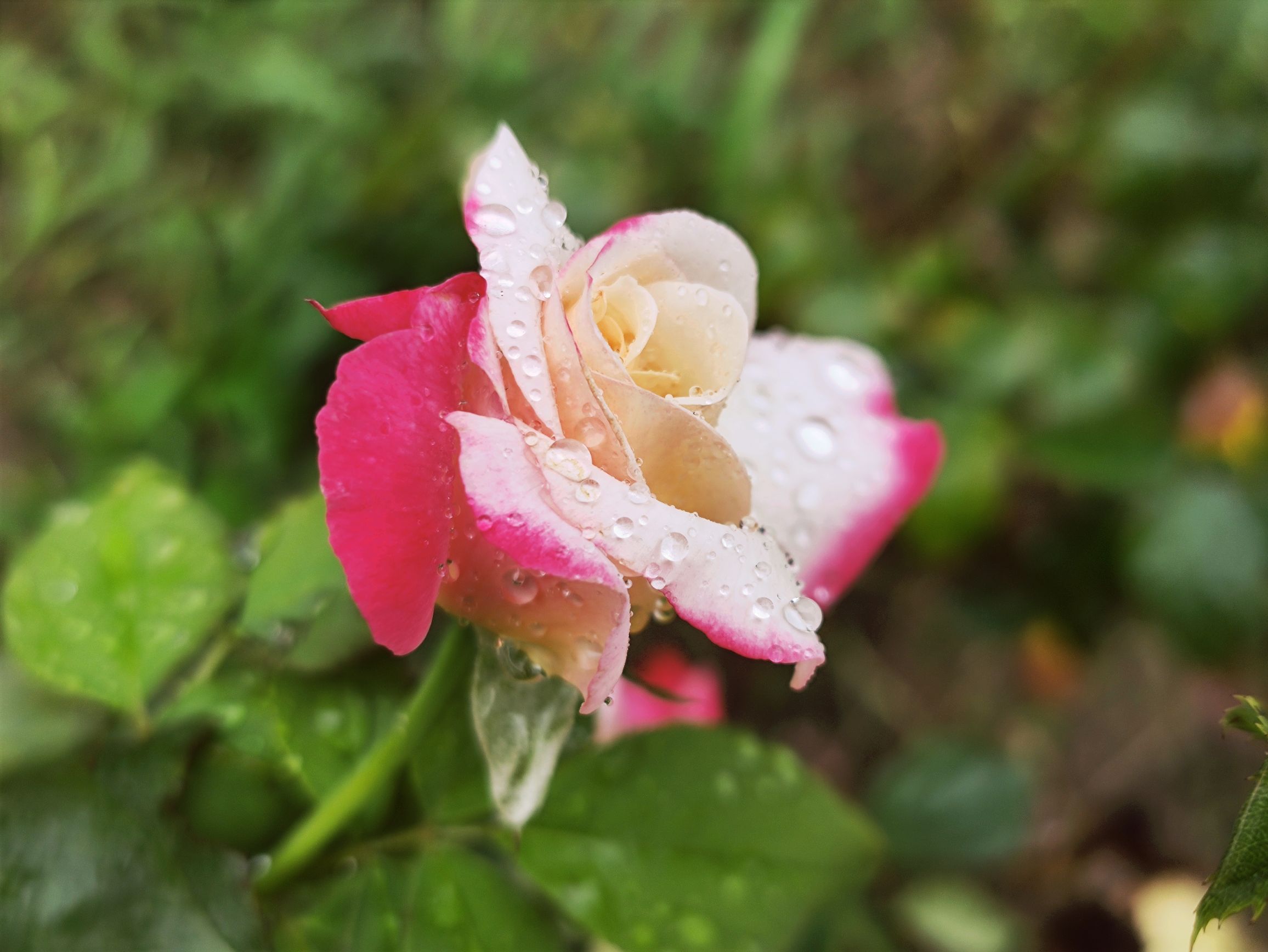 雨中最美月季花【vv首发】