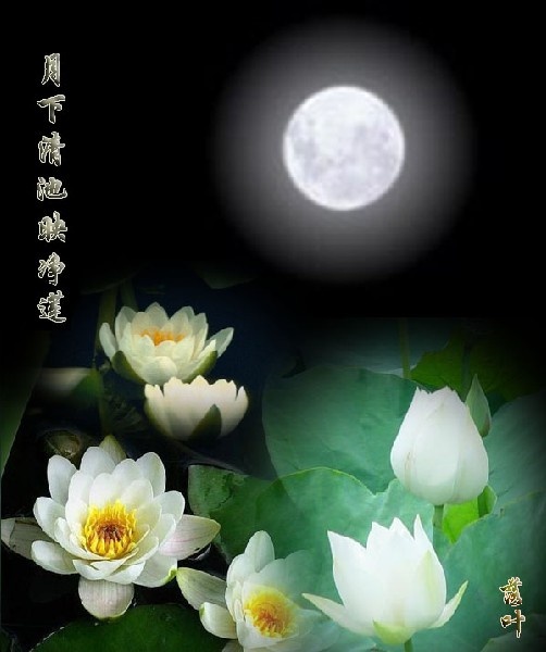 我是佛前的一朵青莲