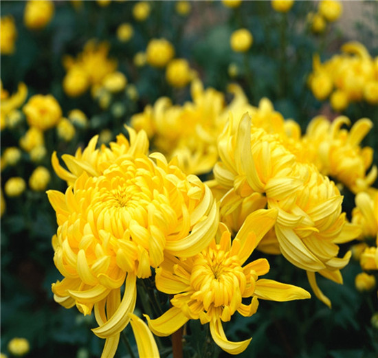 [首发]秋菊
