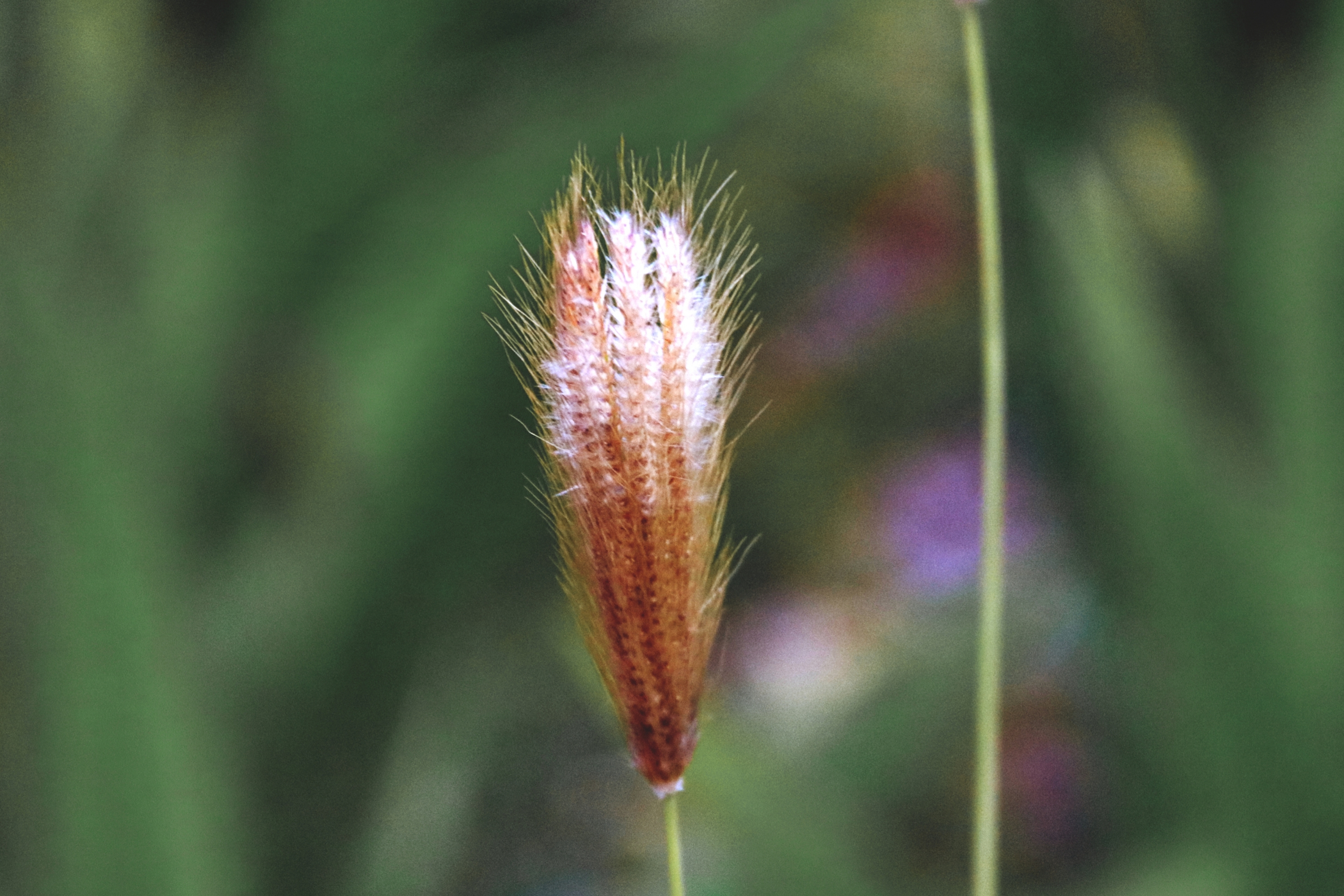 虎尾草