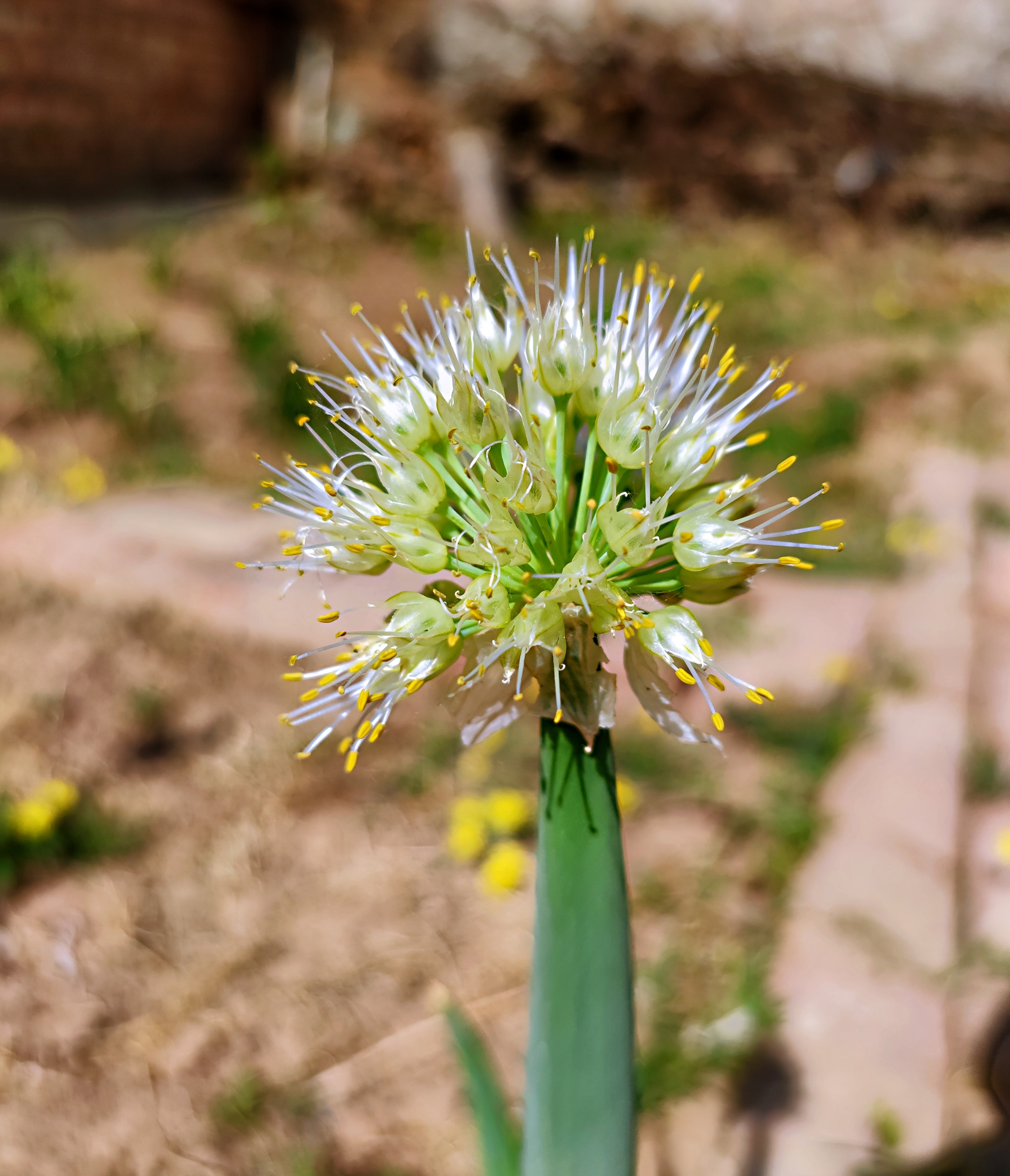 首发葱开花