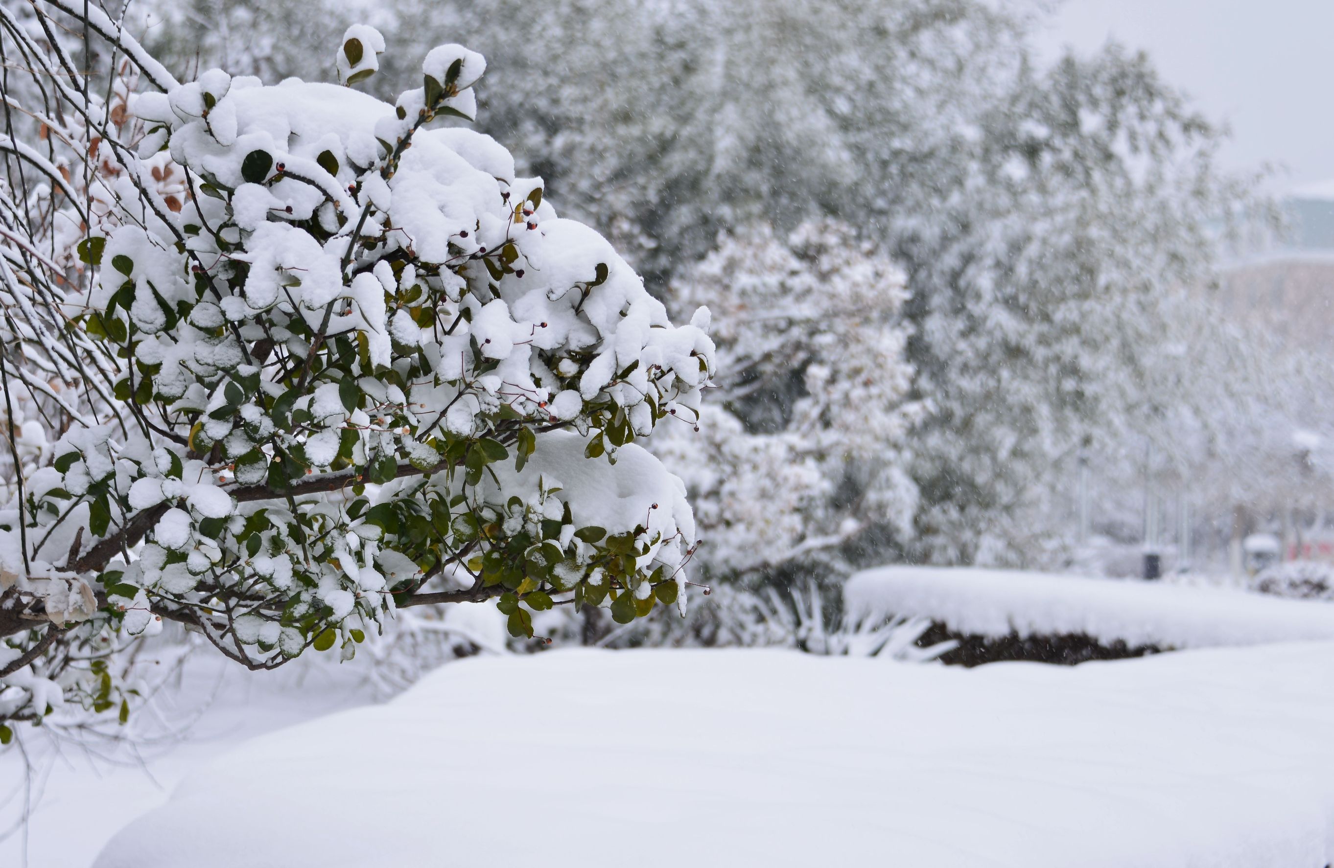 首发瑞雪兆丰年