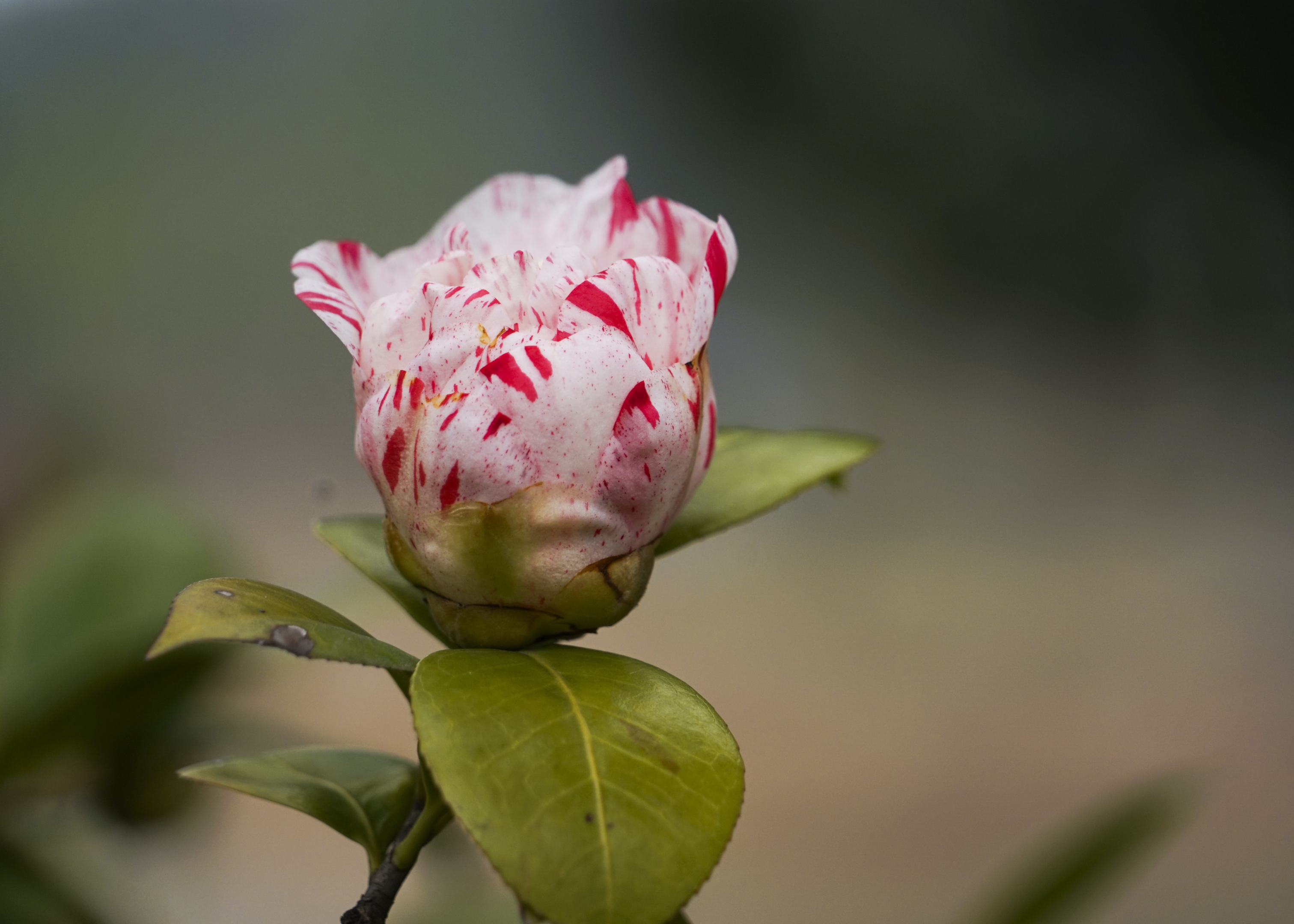 山茶花
