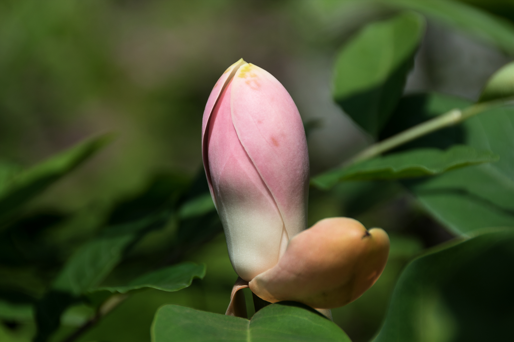 首发红花山玉兰
