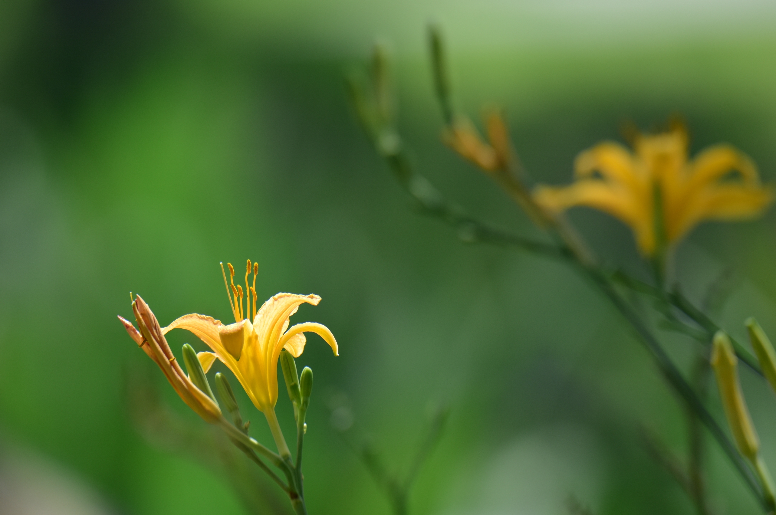 野萱草