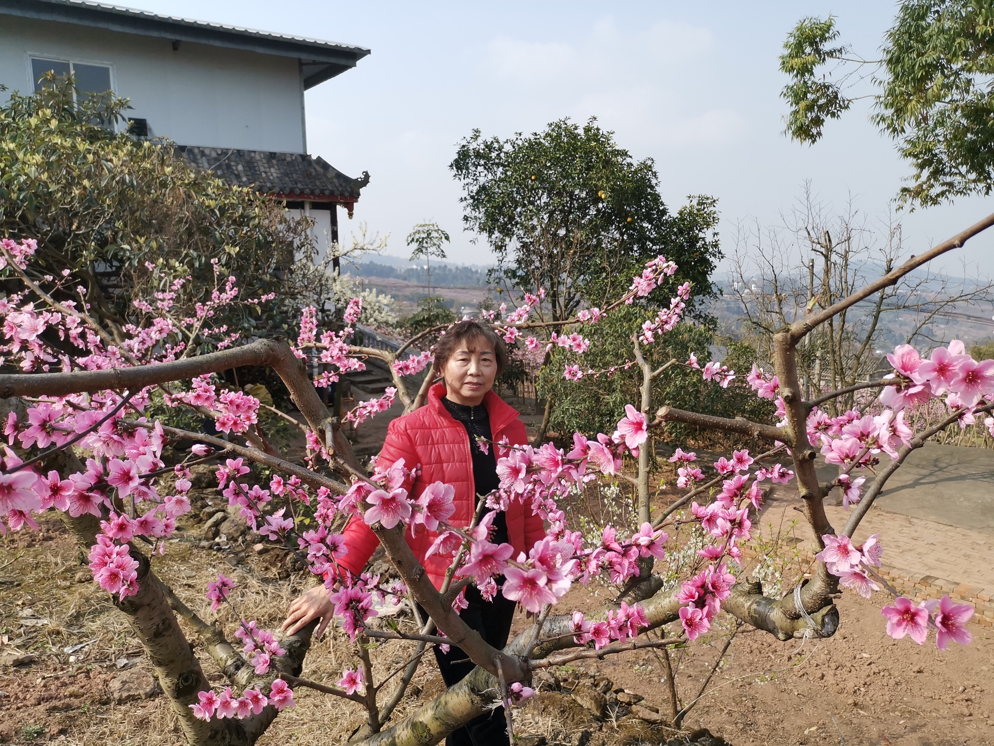 虽然疫情祸人家,桃花依然迎春开.今日上山赏桃花,花美只是人不同.