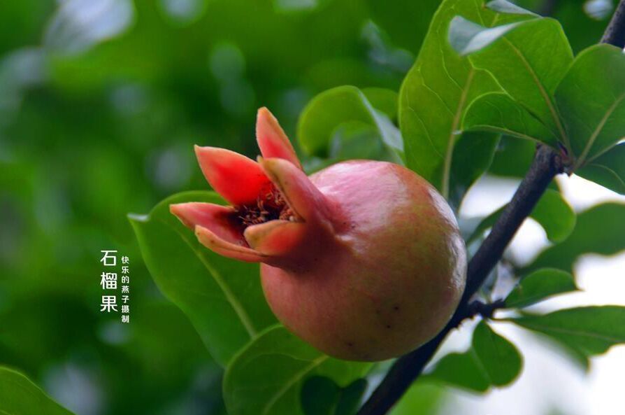 【首发】石榴花开香染翠.署至果硕丰盈满