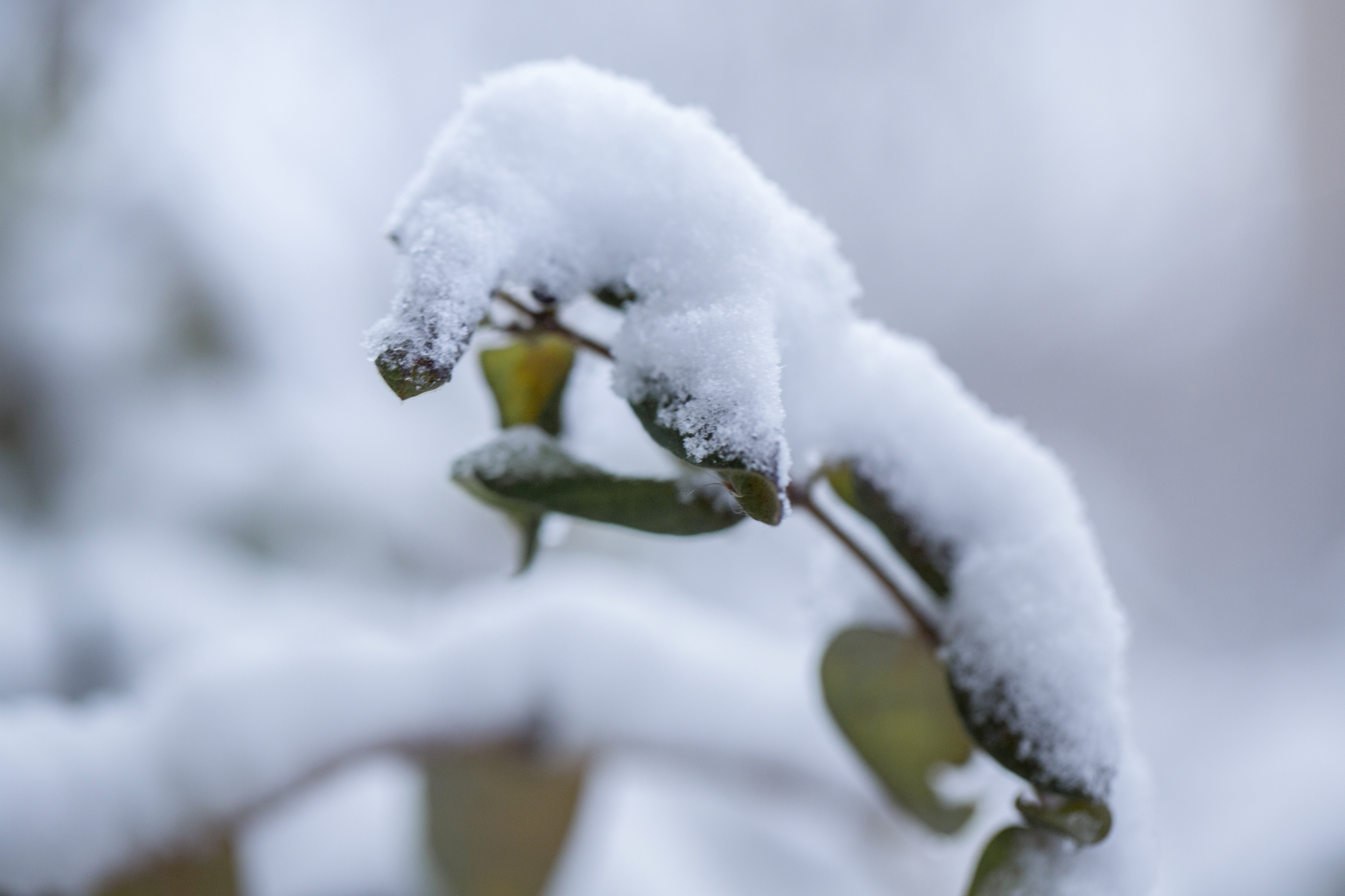 (首发)瑞雪兆丰年