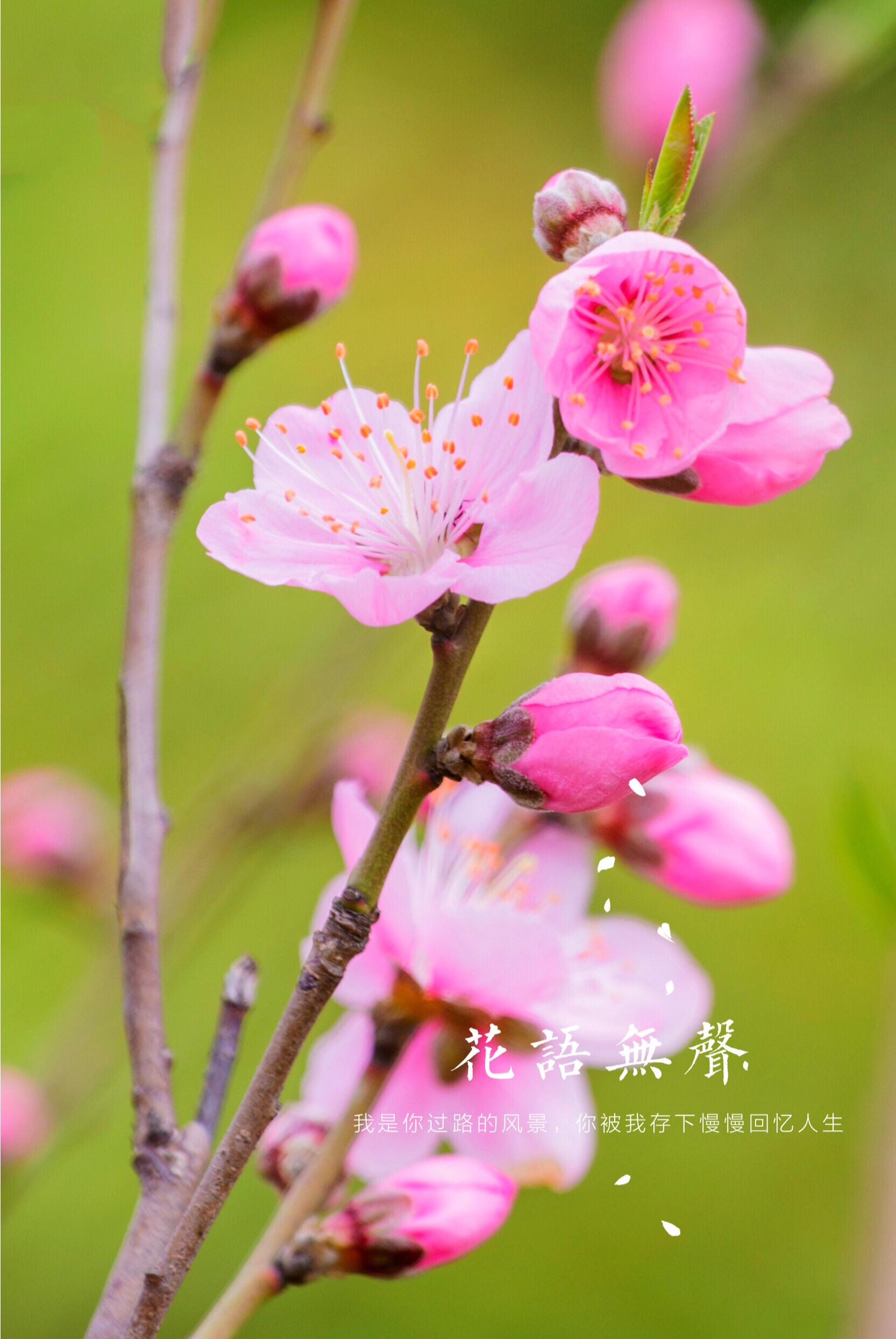 摄影:江南雨 文字:缘自歌词 音乐:你像桃花三月开 明媚春光去又来