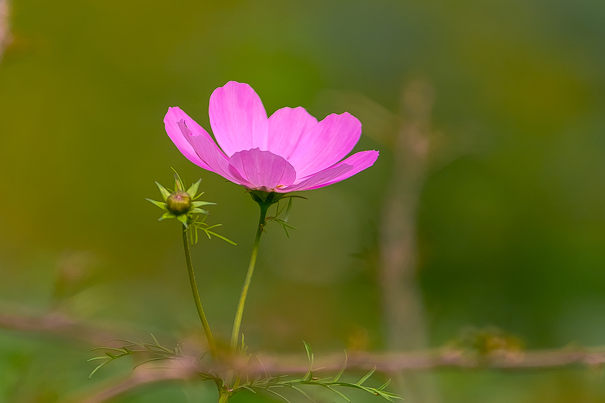 美丽的格桑花