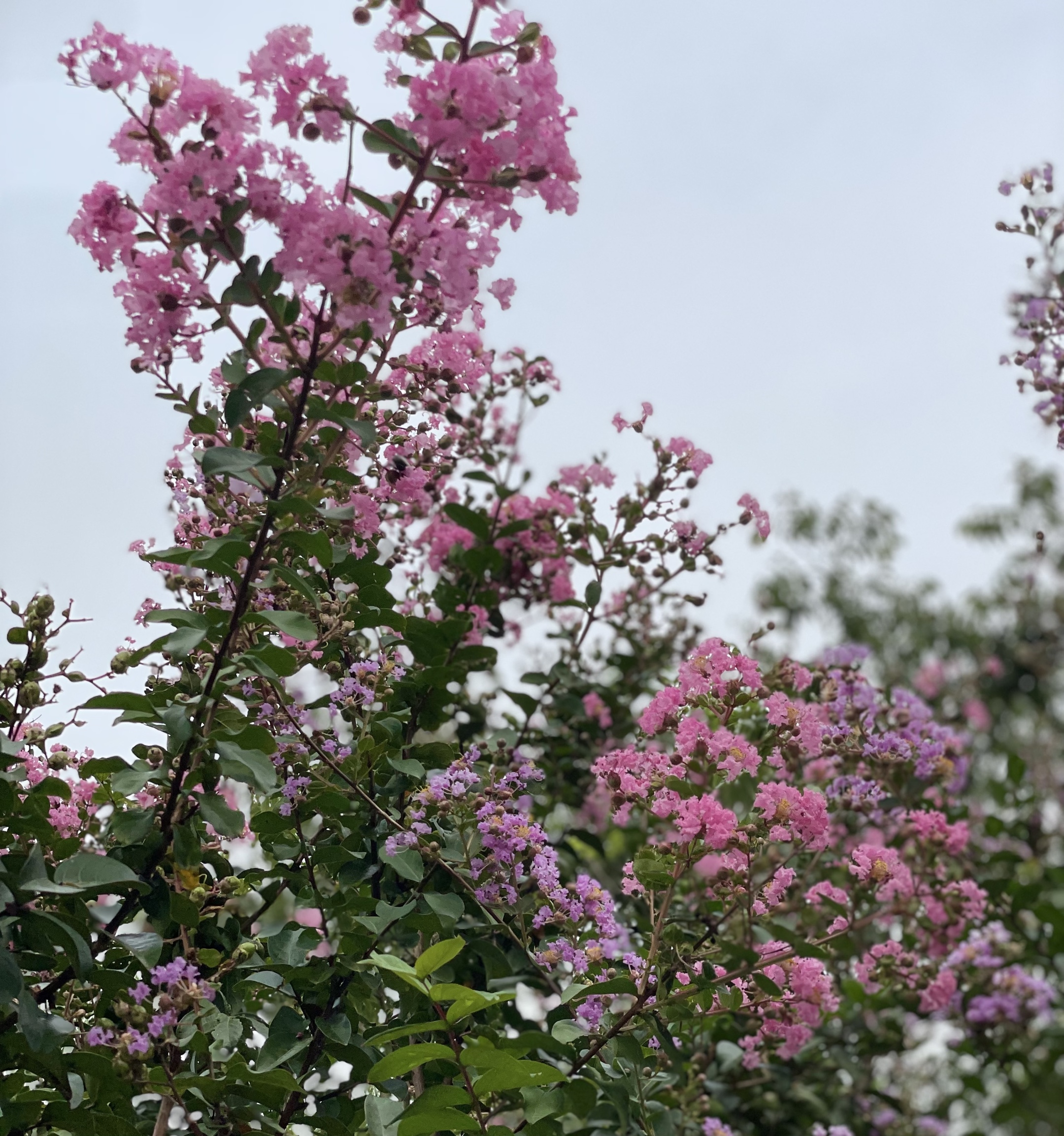 紫薇花,真美