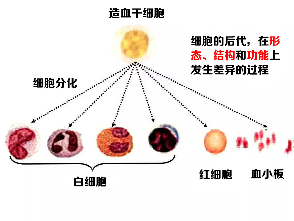 什么是造血干细胞移植?