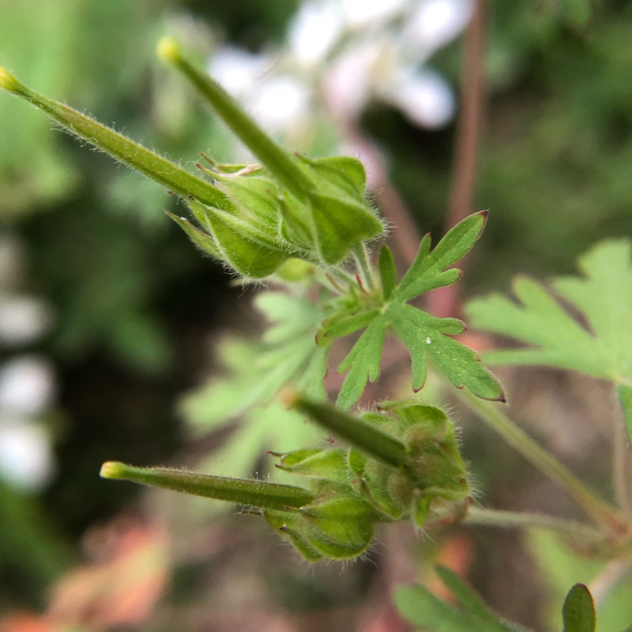 五瓣花,老贯草,天罡草,五叶联,破铜钱,老鸹筋,贯筋,五齿粑,老鸹嘴