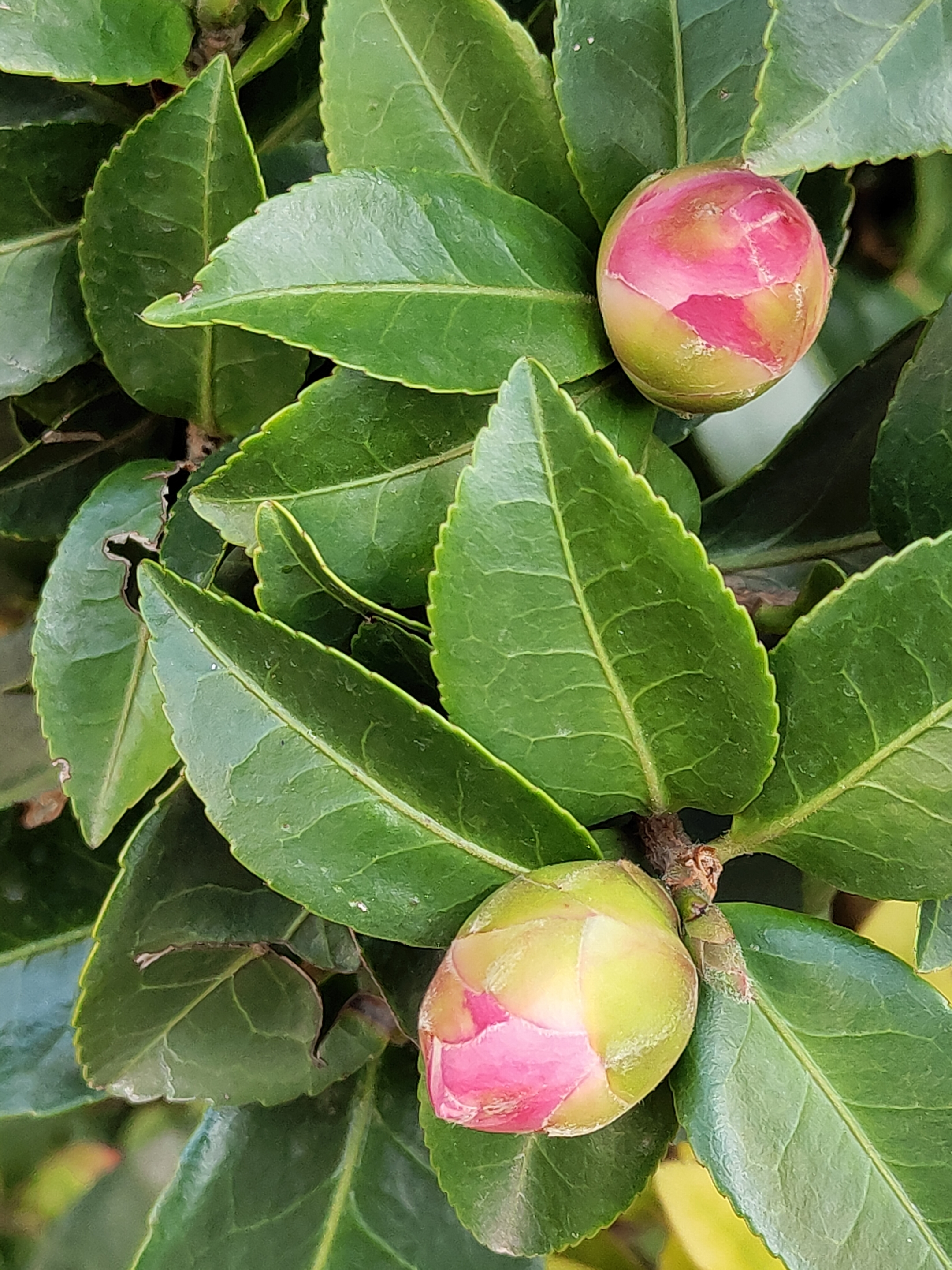 山茶花