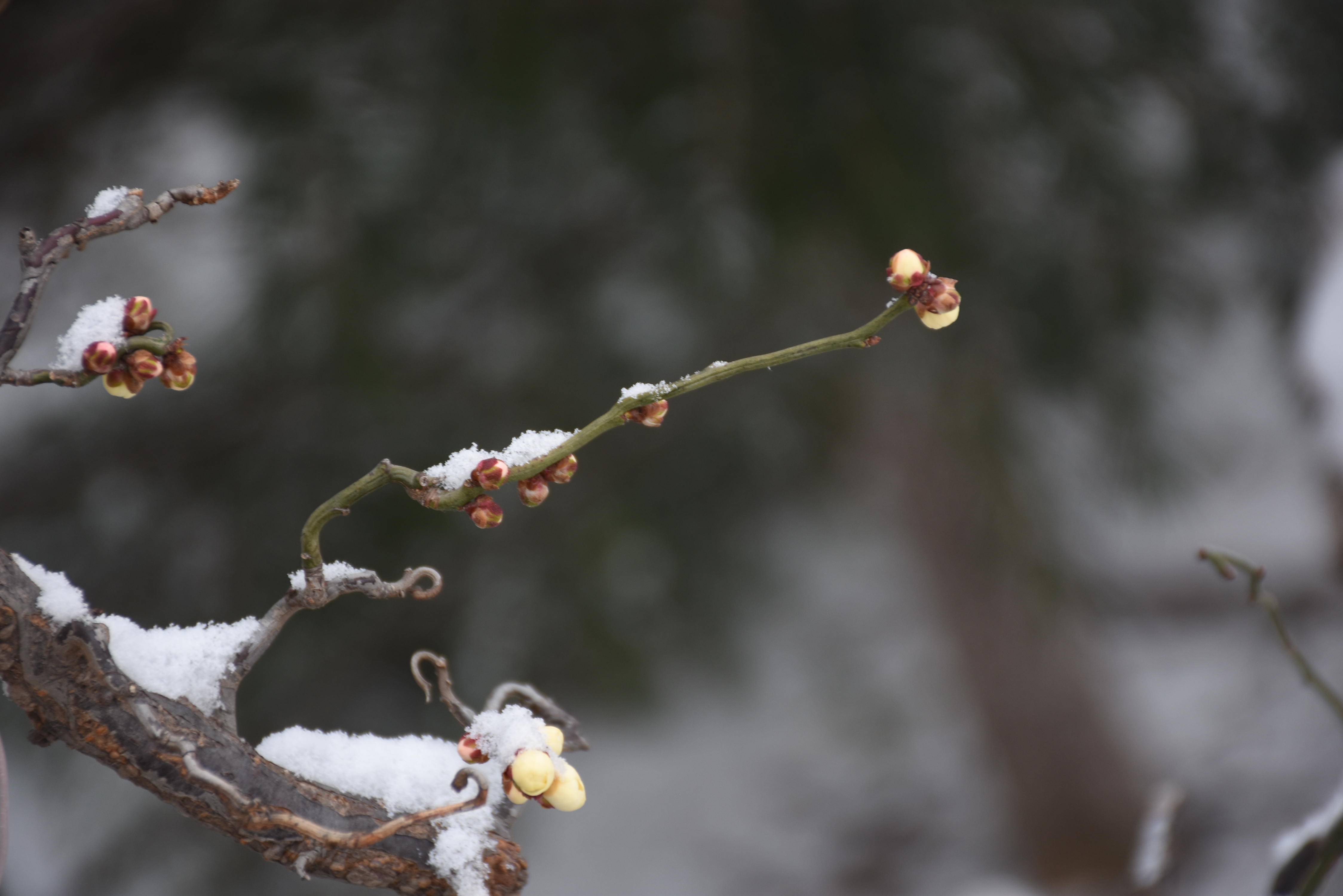 寒香雪