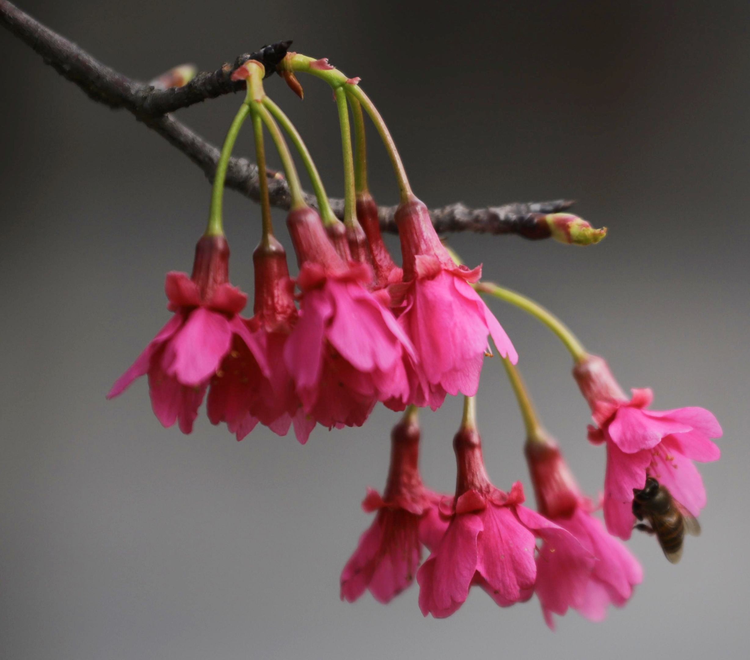 别称:福建山樱花,山樱花,绯樱;  科属:蔷薇科 ,樱属.