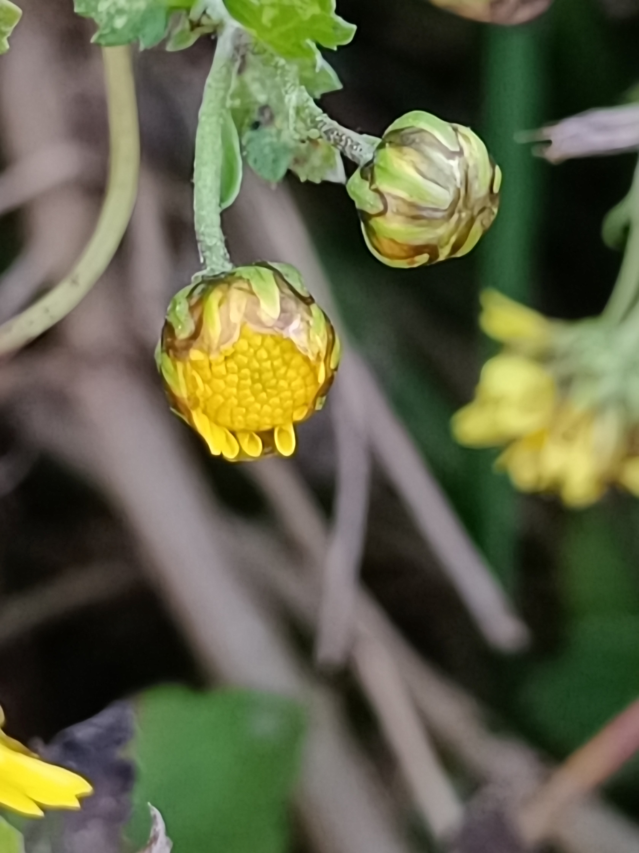 野菊花