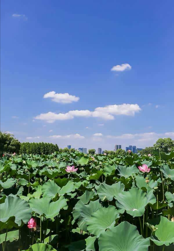 无锡太湖鼋头渚莲花