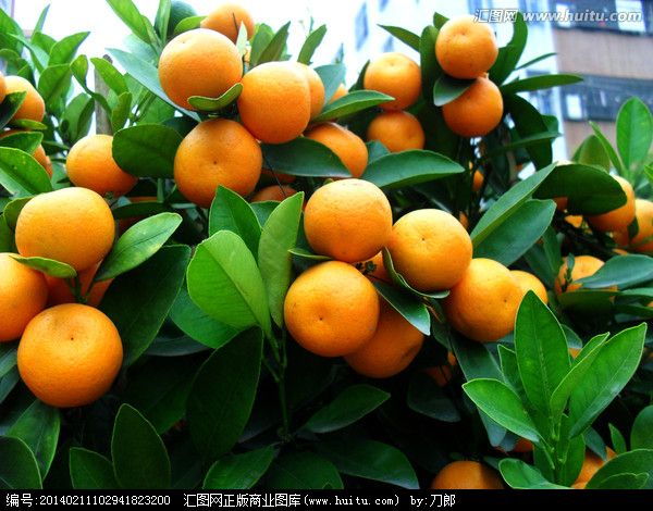 桔子数科是什么存款
