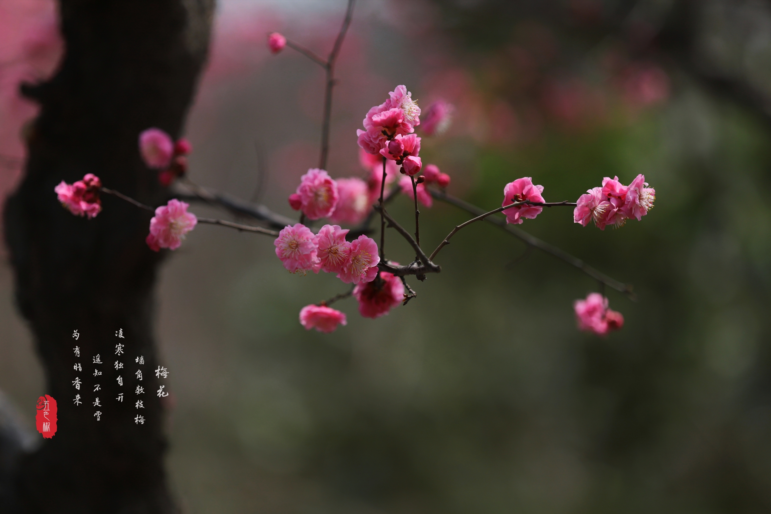 【首发】梅花·永远香如故