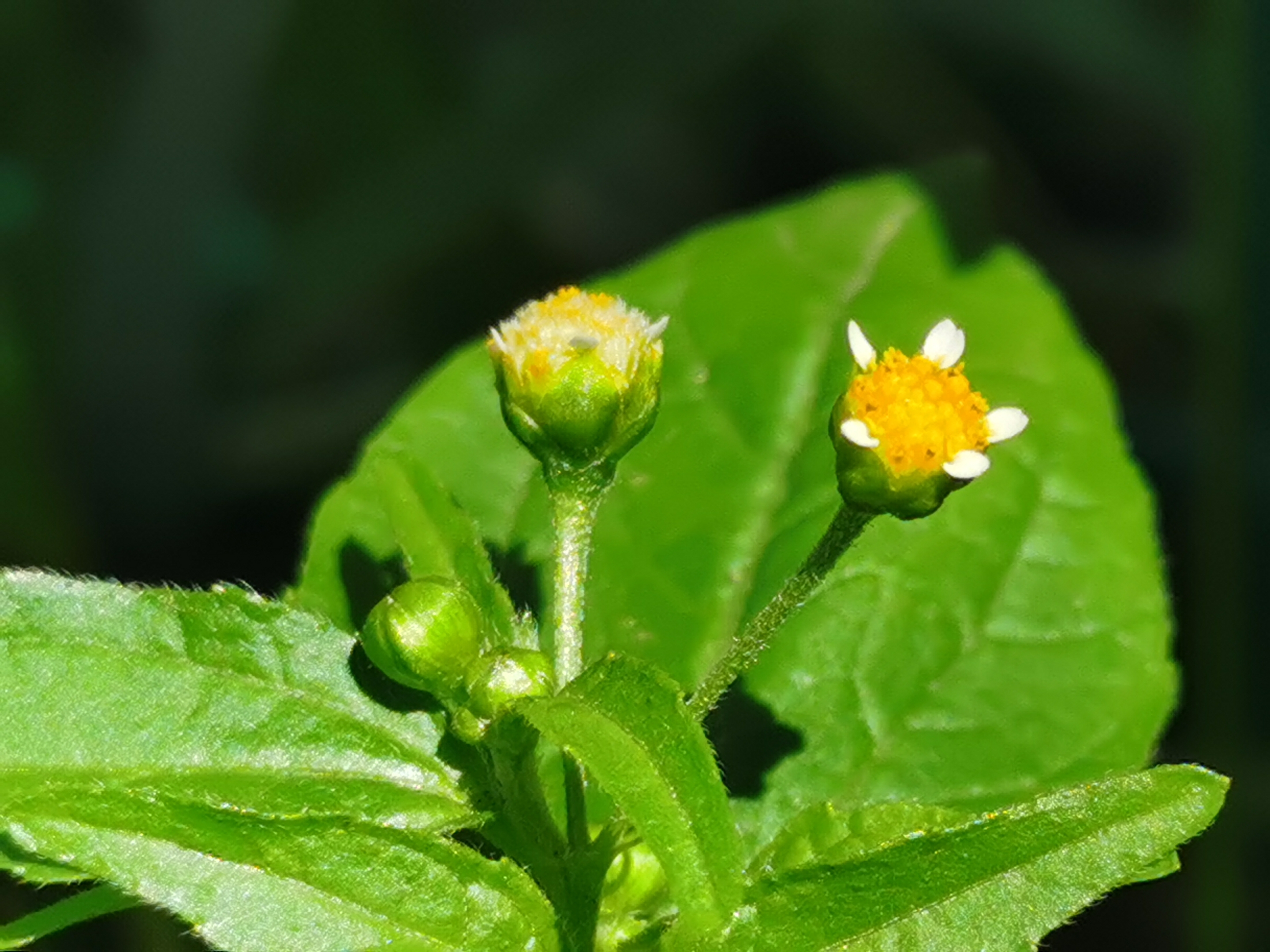 牛膝菊首发