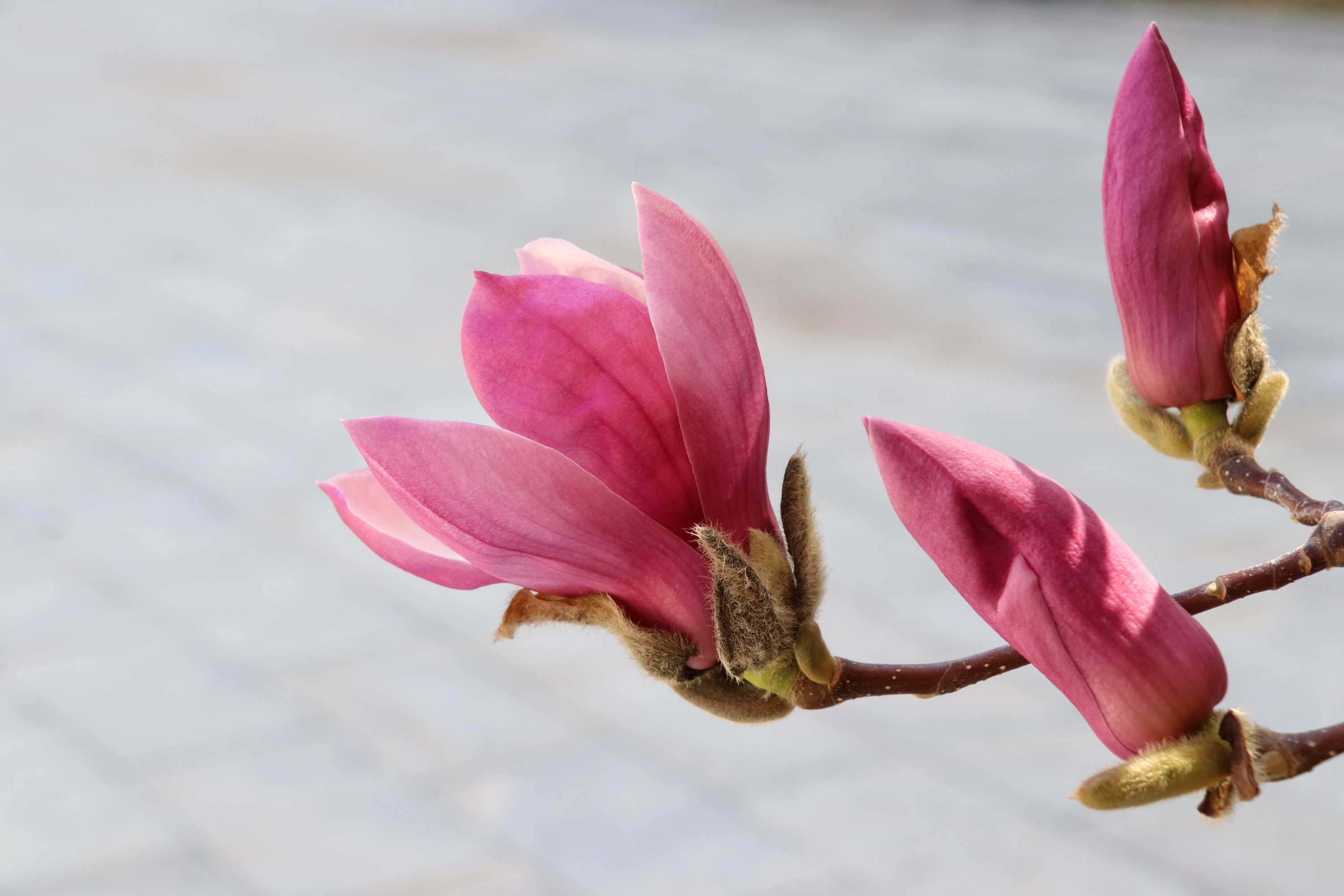 玉兰花
