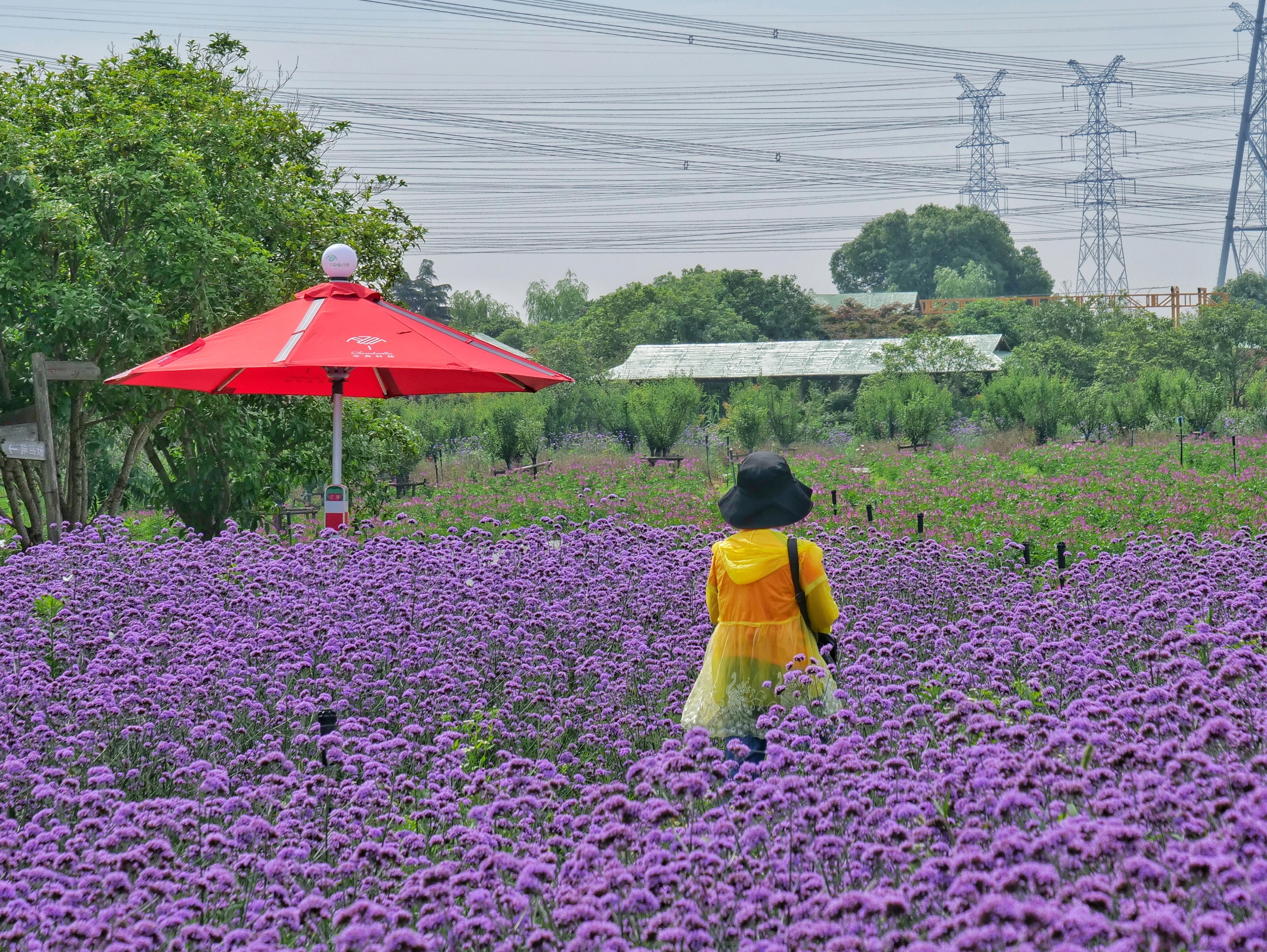 2021上海寻梦源首届薰衣草文化节