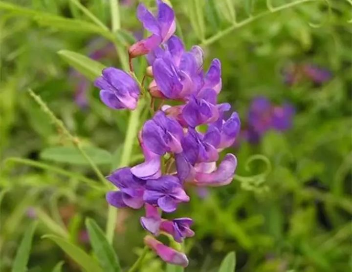 《清新淡雅 黄芩花》