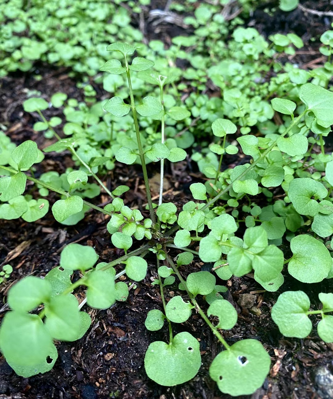 上山采的碎米荠《首发》