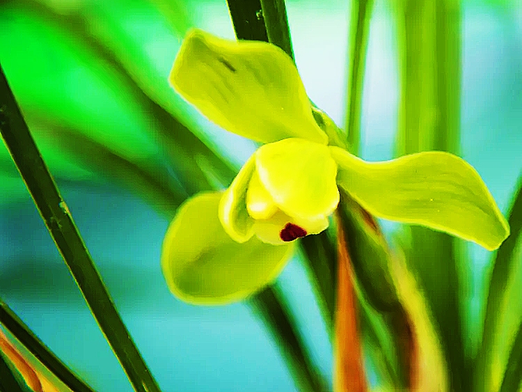 《点绛唇·兰花 》