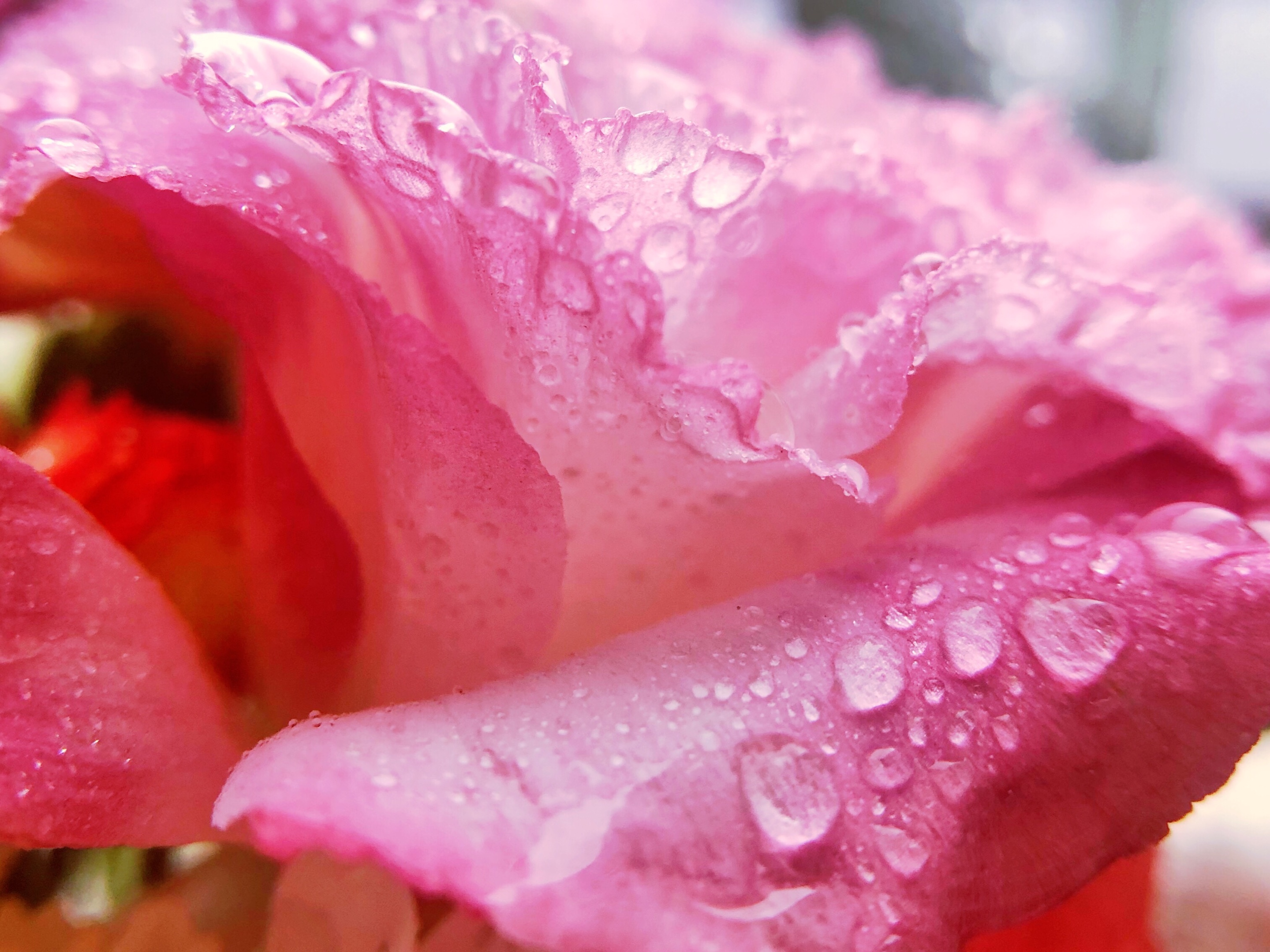 花瓣上的雨滴【首发】