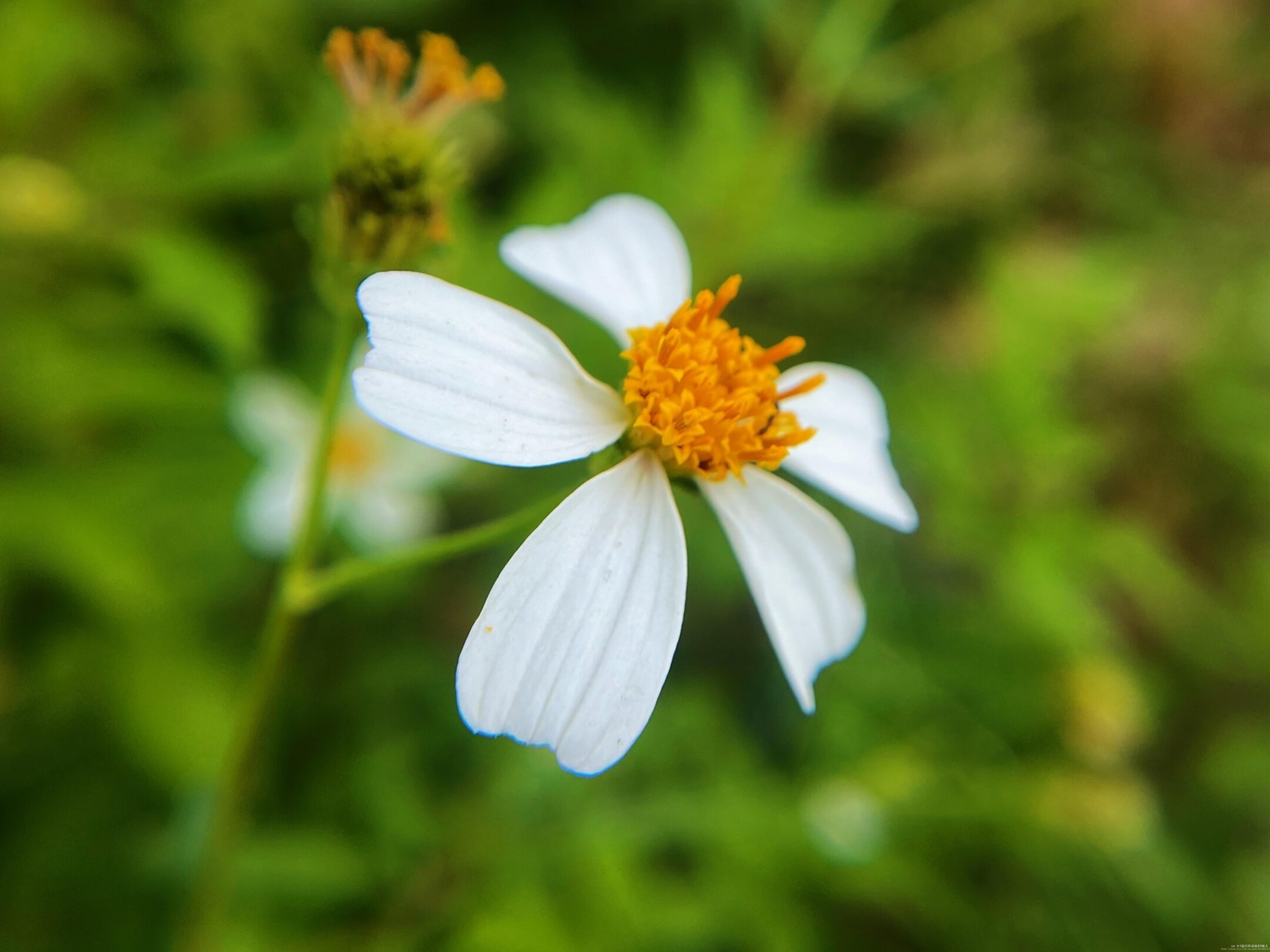 【首发】白花鬼针草