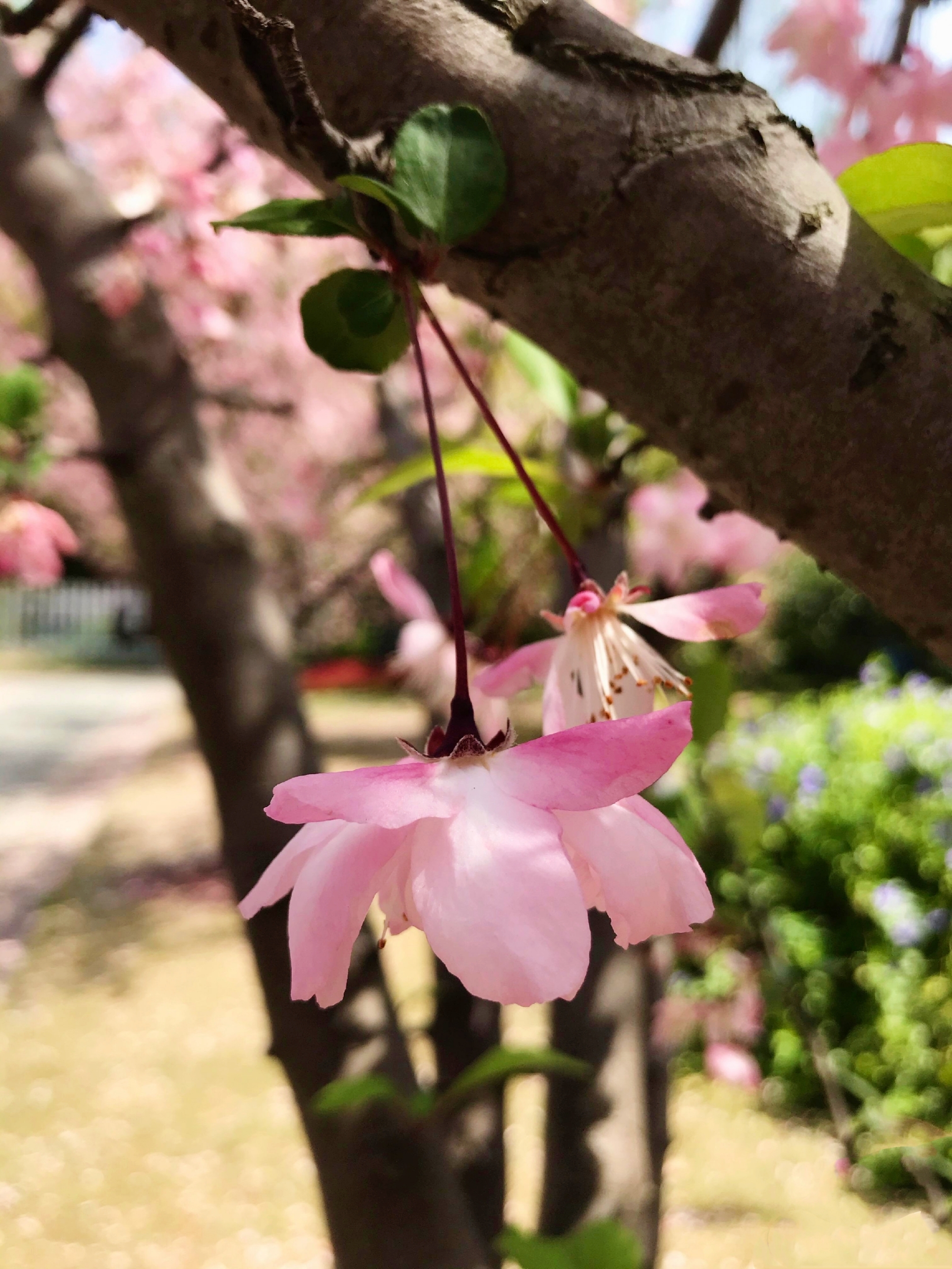 追光逐影下的海棠花【首发】