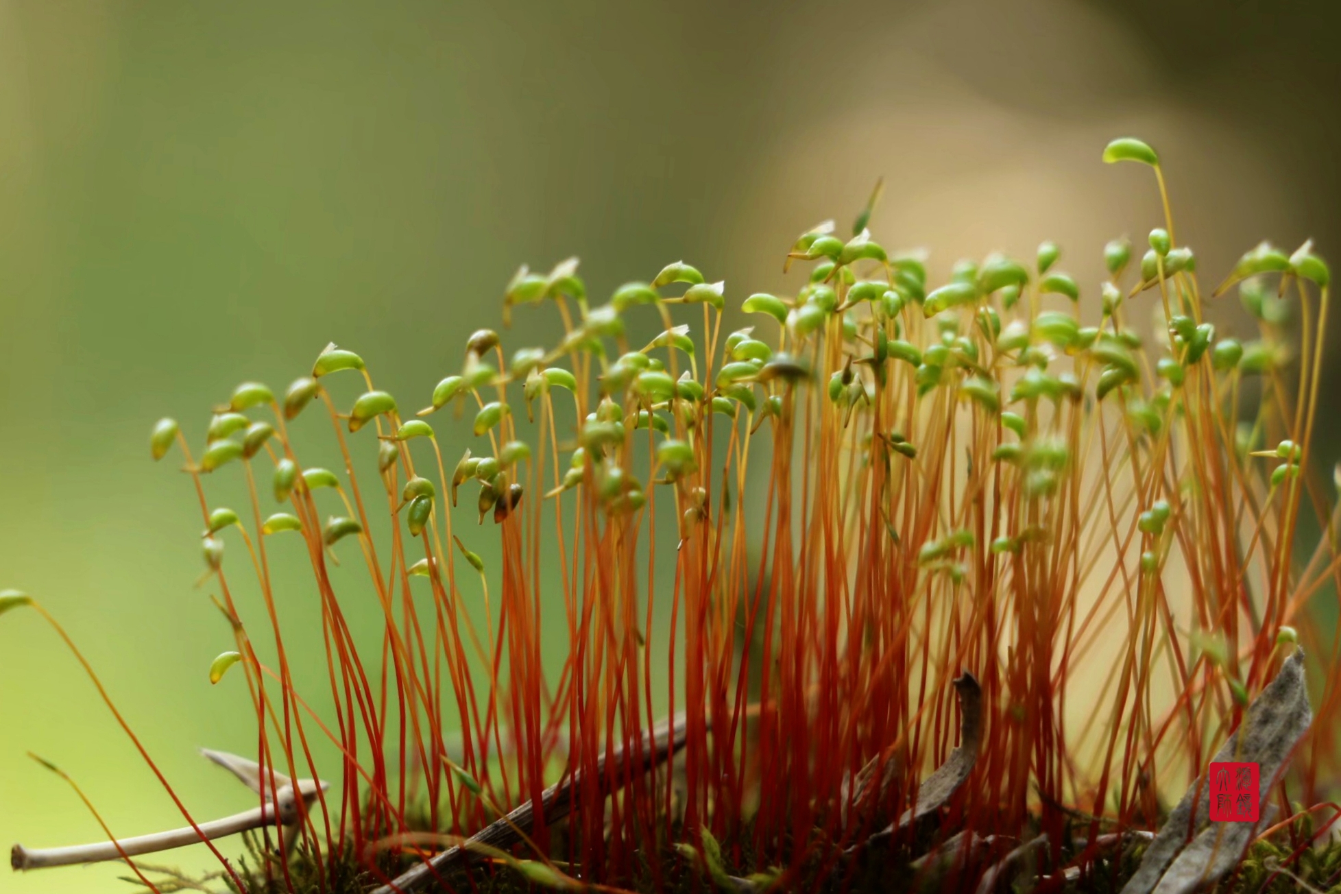 其实苔藓并不开花,我百度一下,原来苔藓植物的主要特征是根小叶