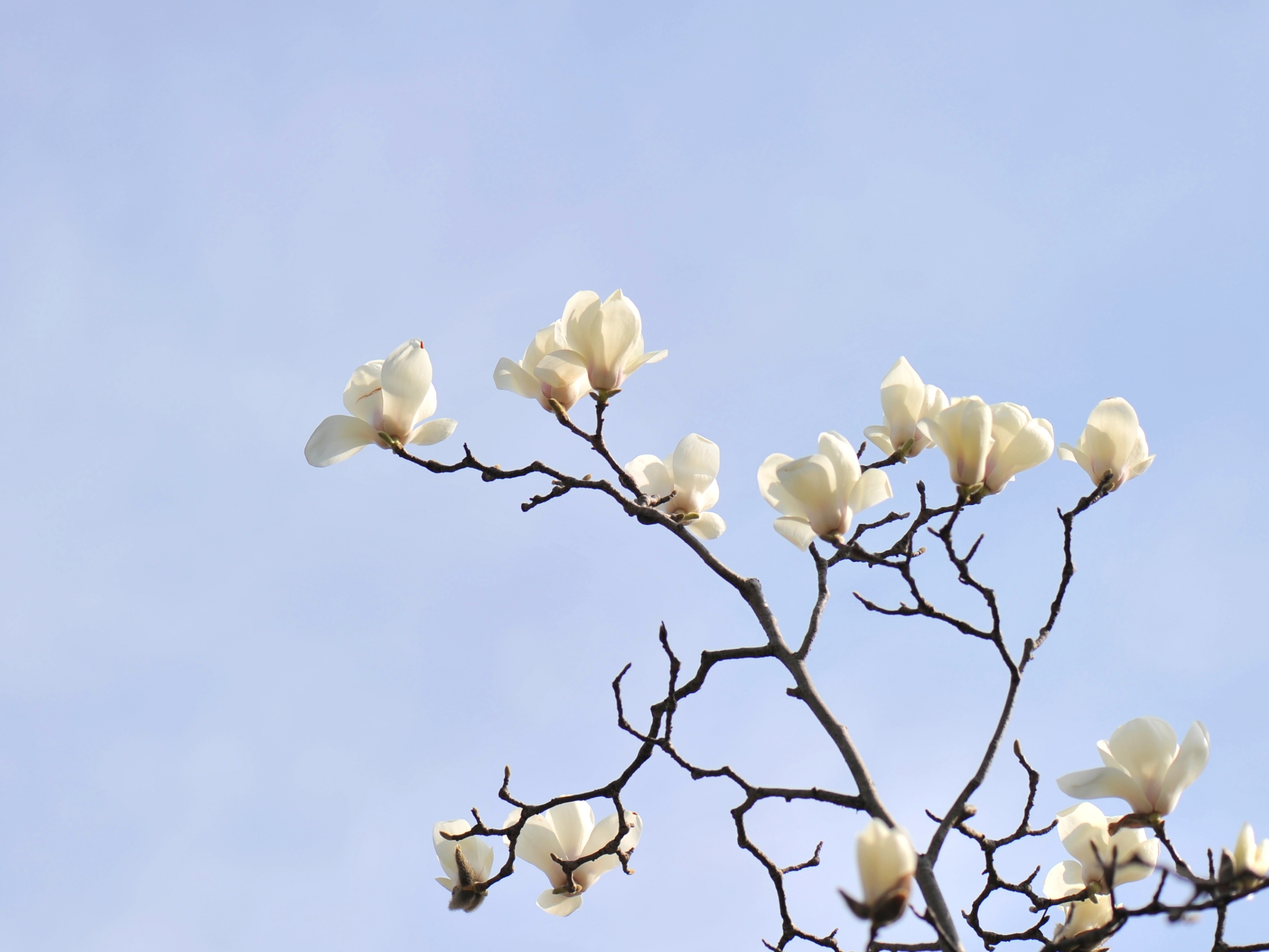 上海市的市花白玉兰首发