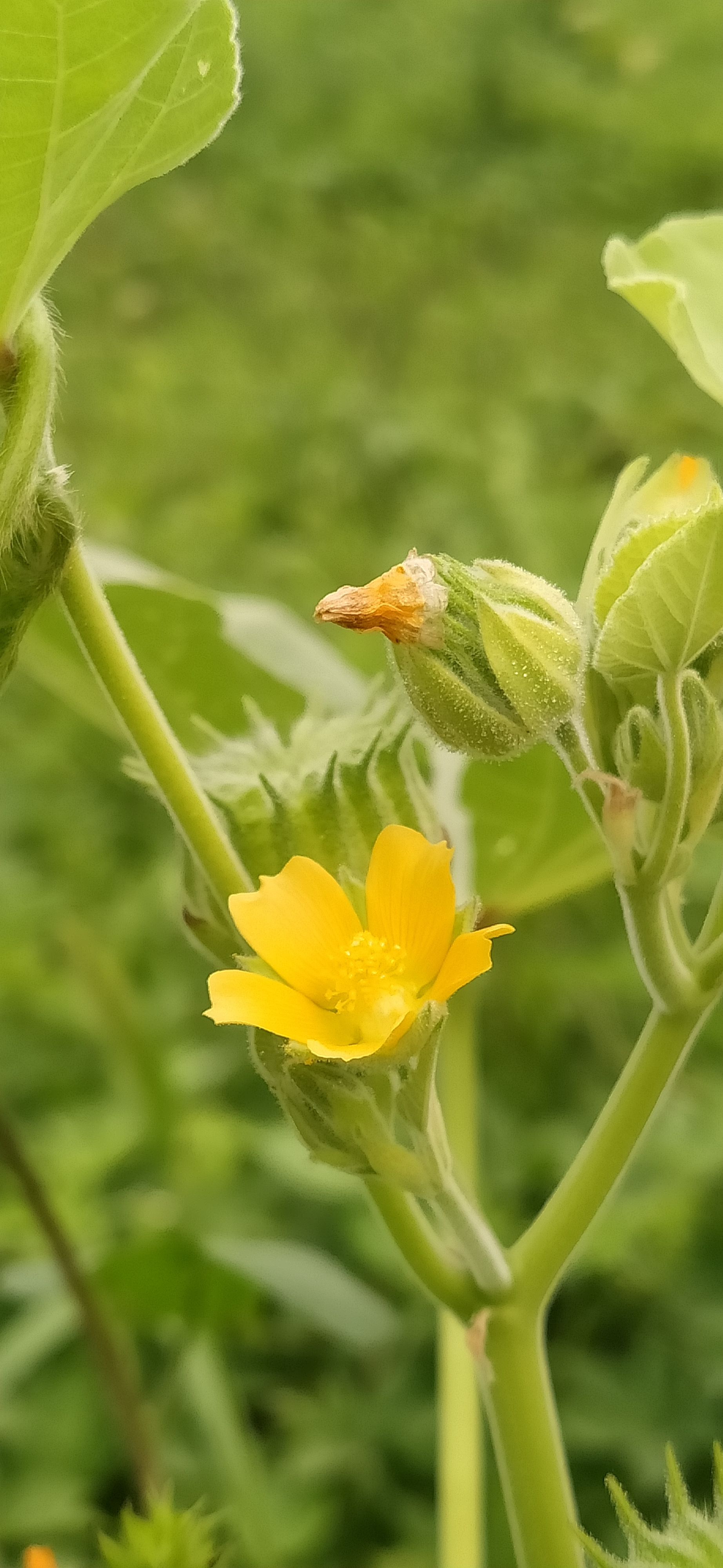 文/网络 图/新新 苘麻花期7月至8月