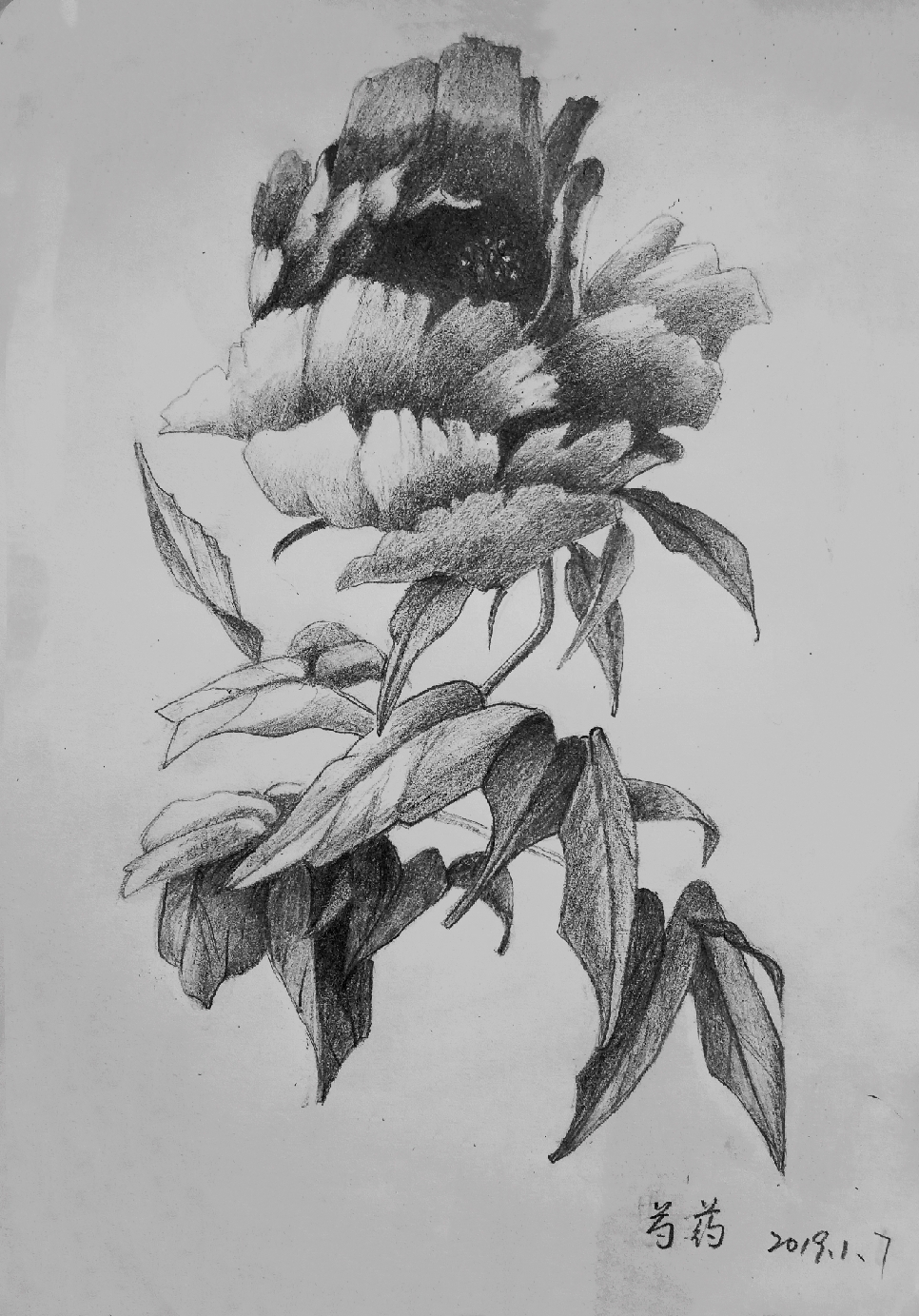 花卉素描21幅