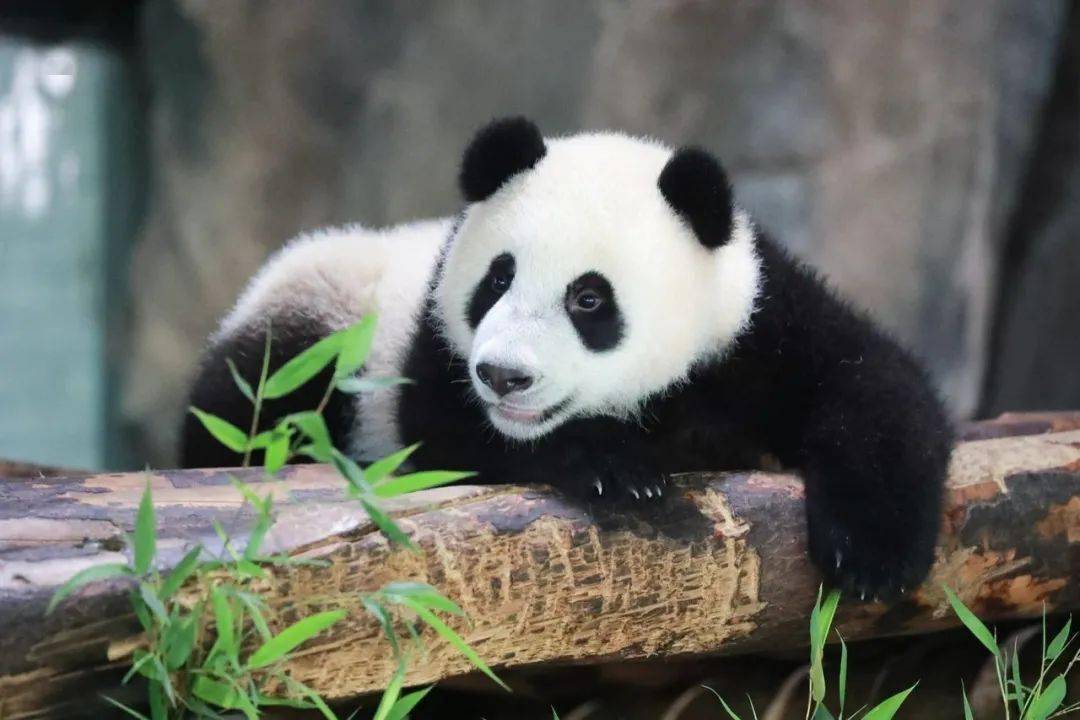 大熊猫是中国特有种,主要栖息地是中国四川,陕西和甘肃的山区