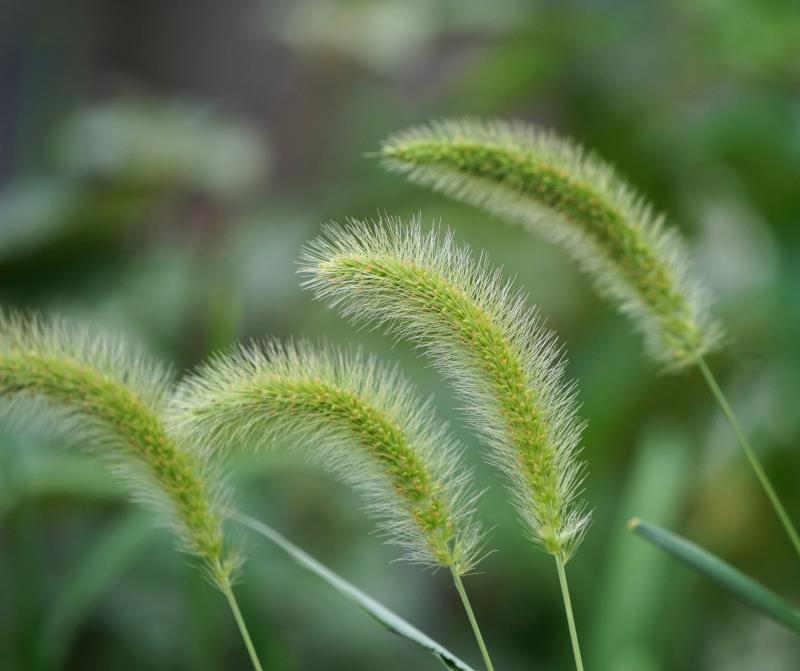 狗尾巴草,摇着童年的味道