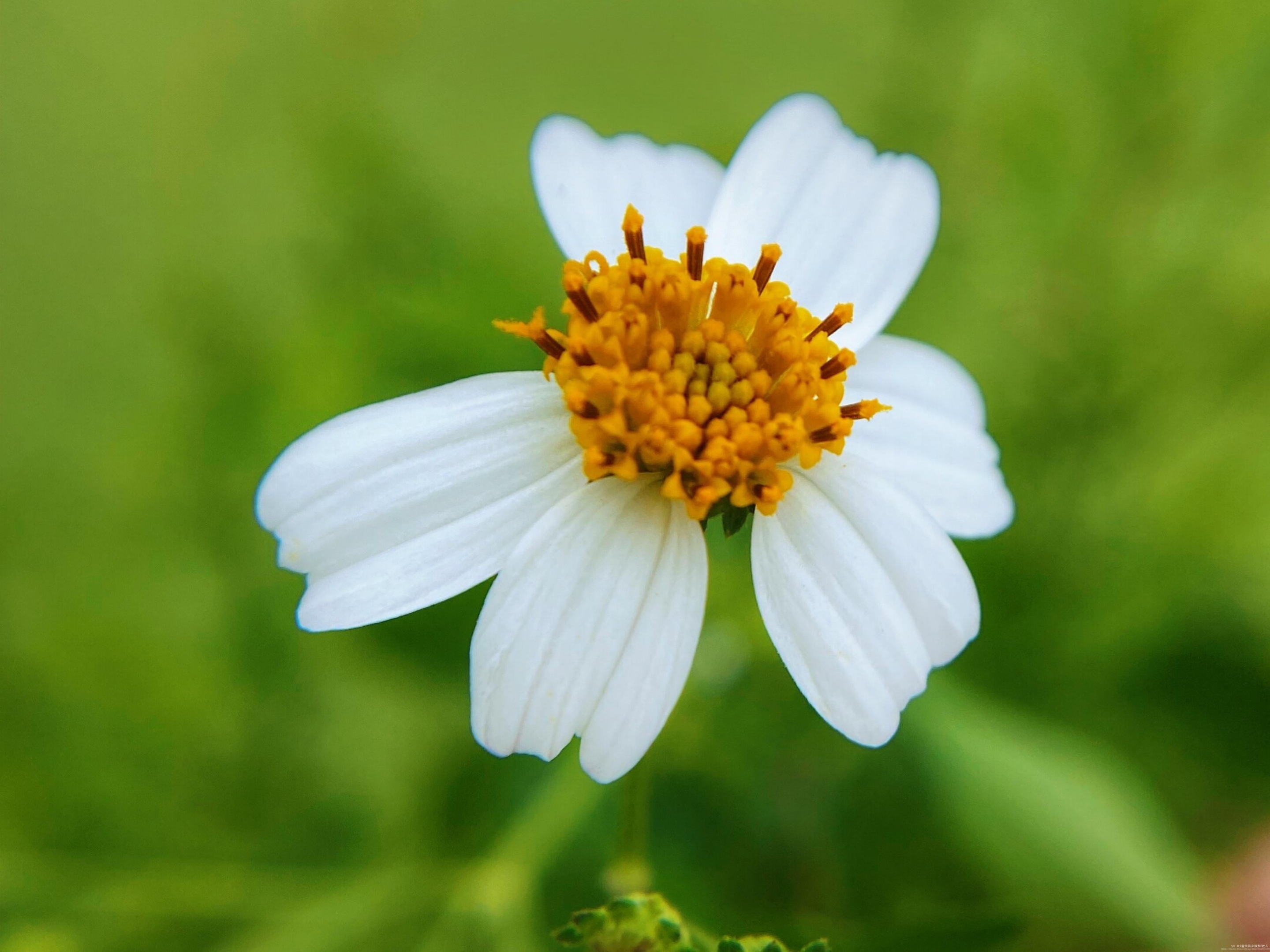 【首发】白花鬼针草