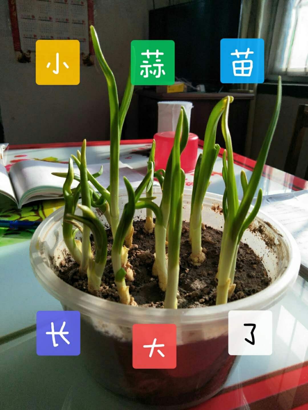 大蒜种植记