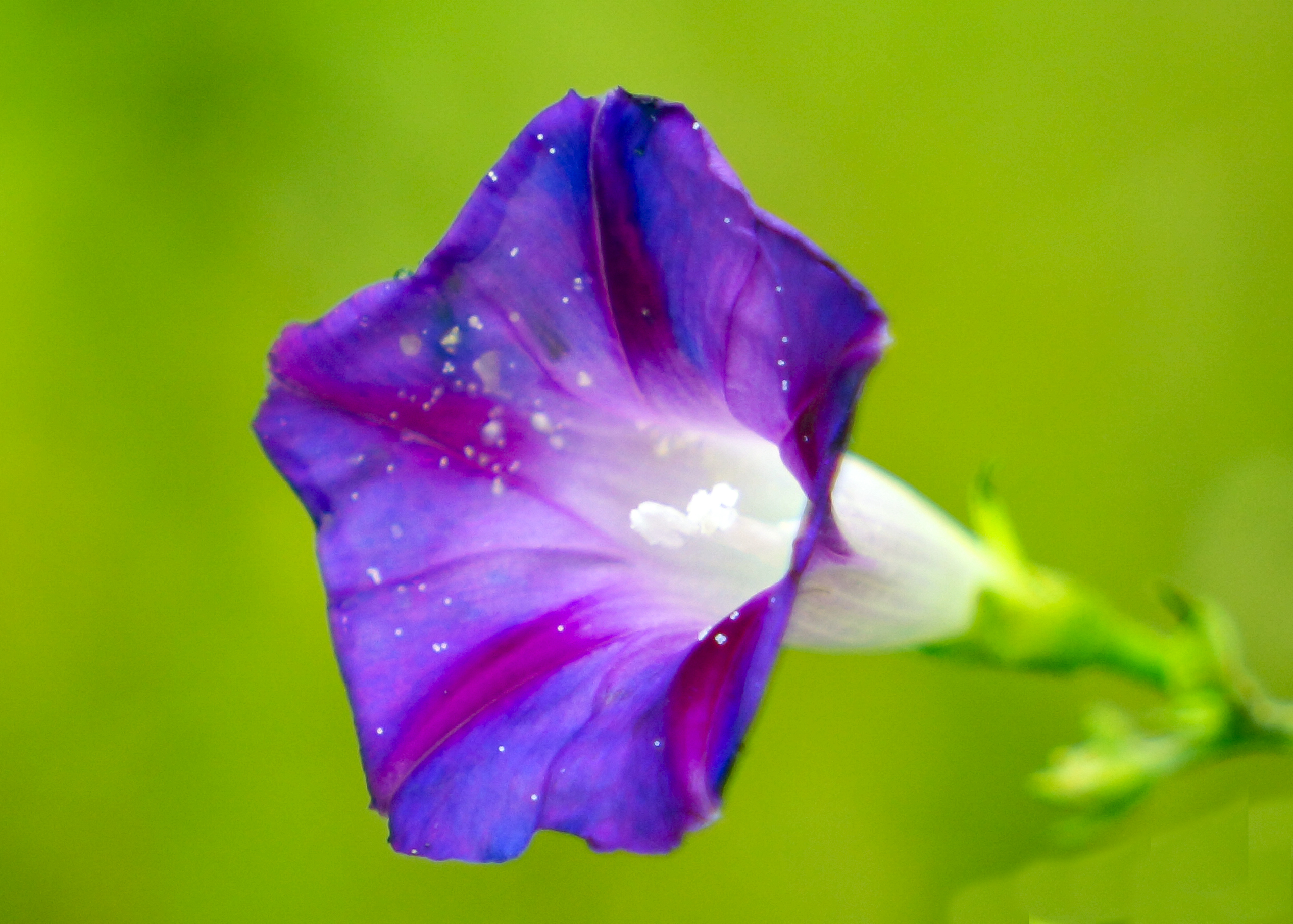 雨中牵牛花(2)