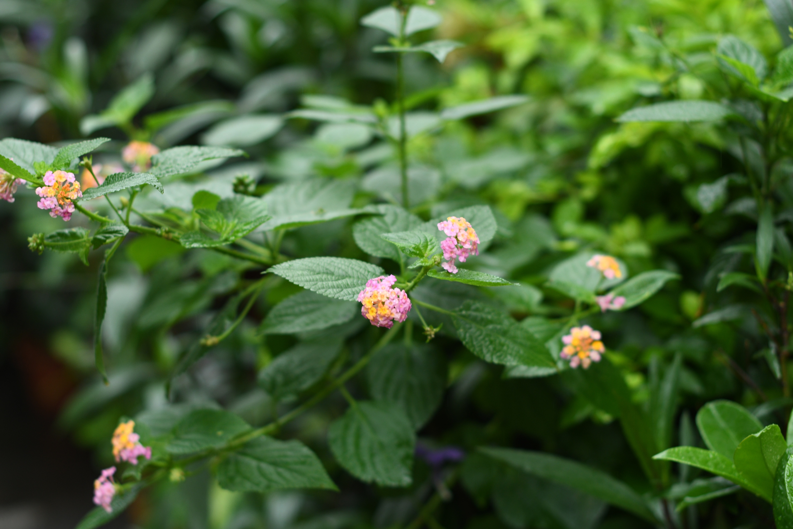 马缨丹花(首发)