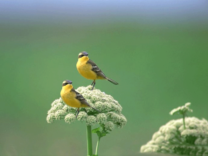 快乐的小鸟在歌唱