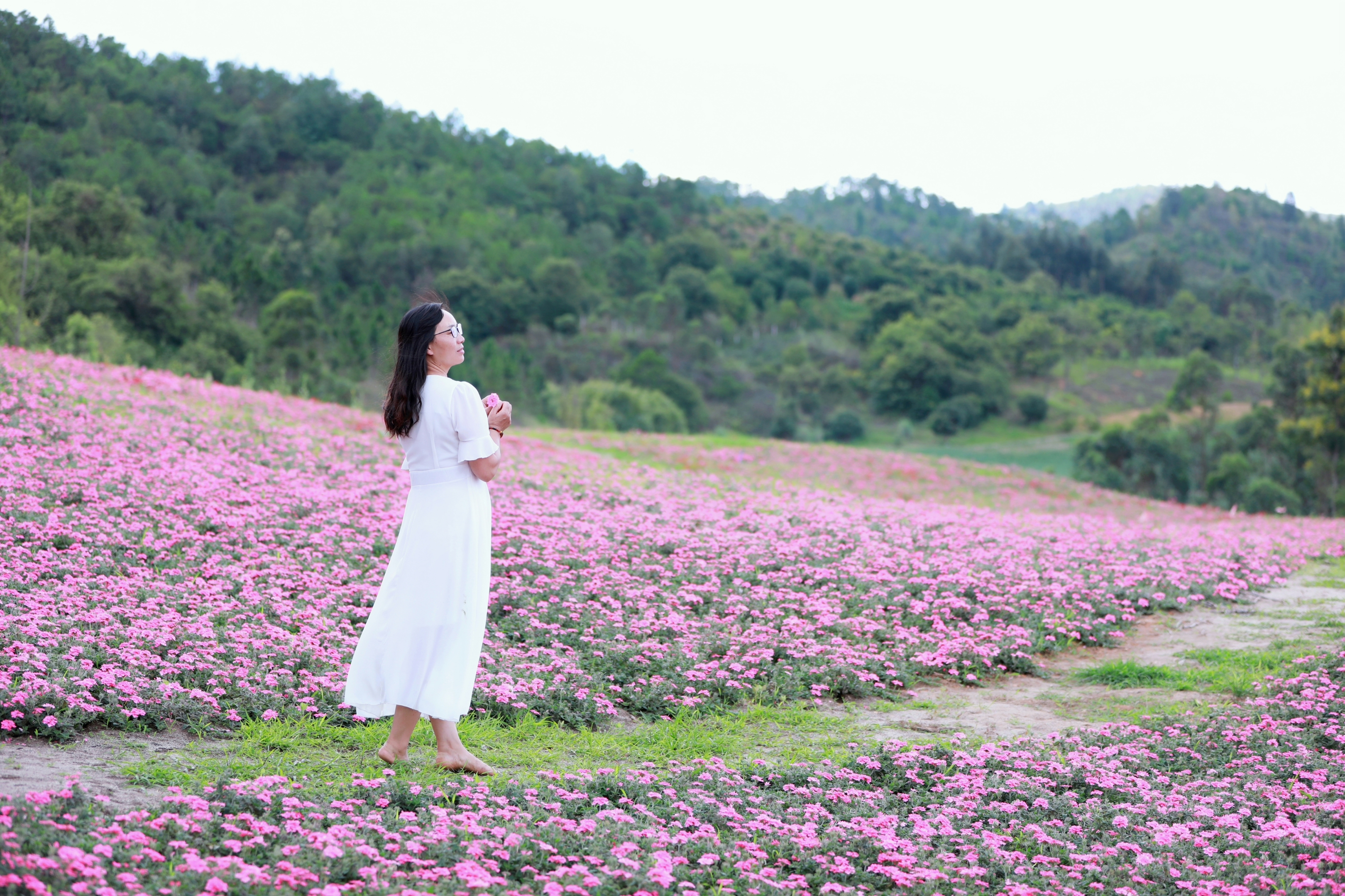 盛夏,玉山城花海开得正茂密,色彩嫣红的花朵,欣然绽放摇曳在绿叶碧空