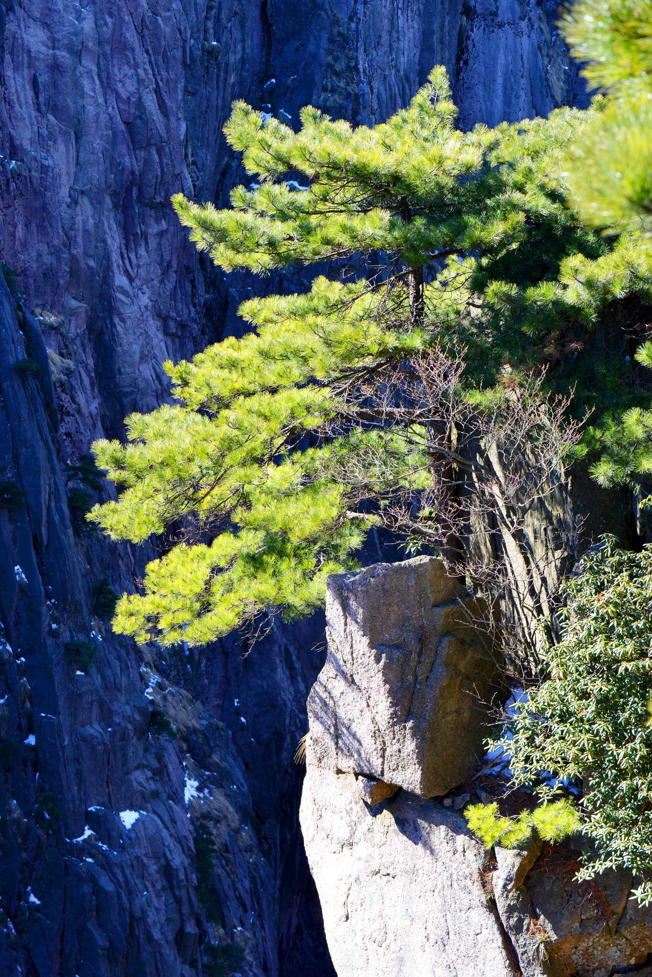 冬游黄山之劲松(首发)