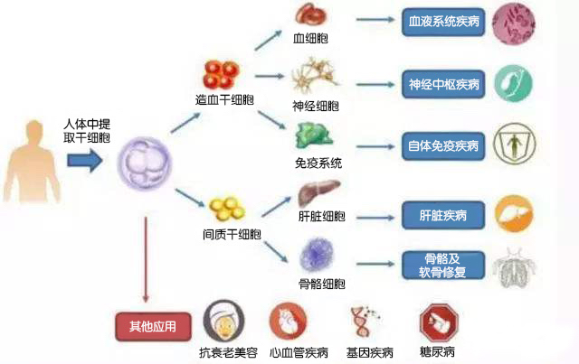 人体的骨髓和外周血以及分娩时的脐带血里均含有造血干细胞,各种来源