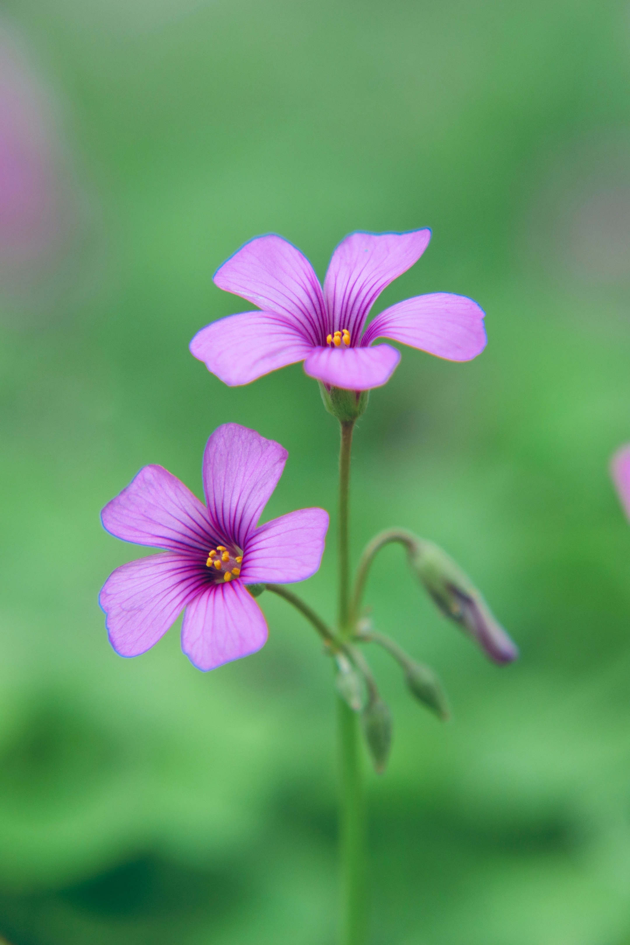 芳草满园花满目