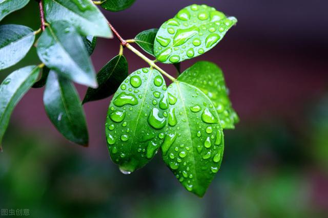 原创首发春雨