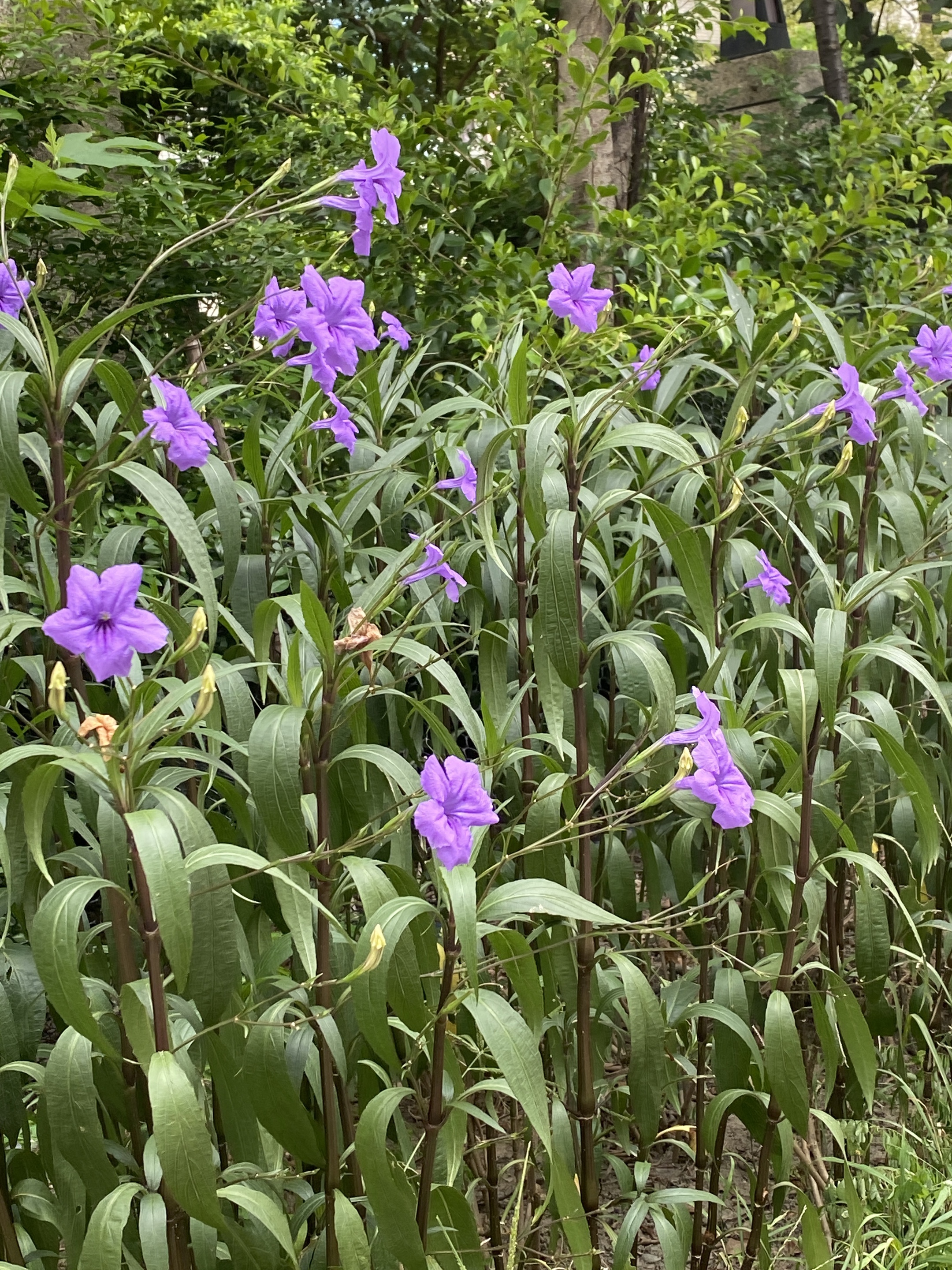 紫色蓝花草